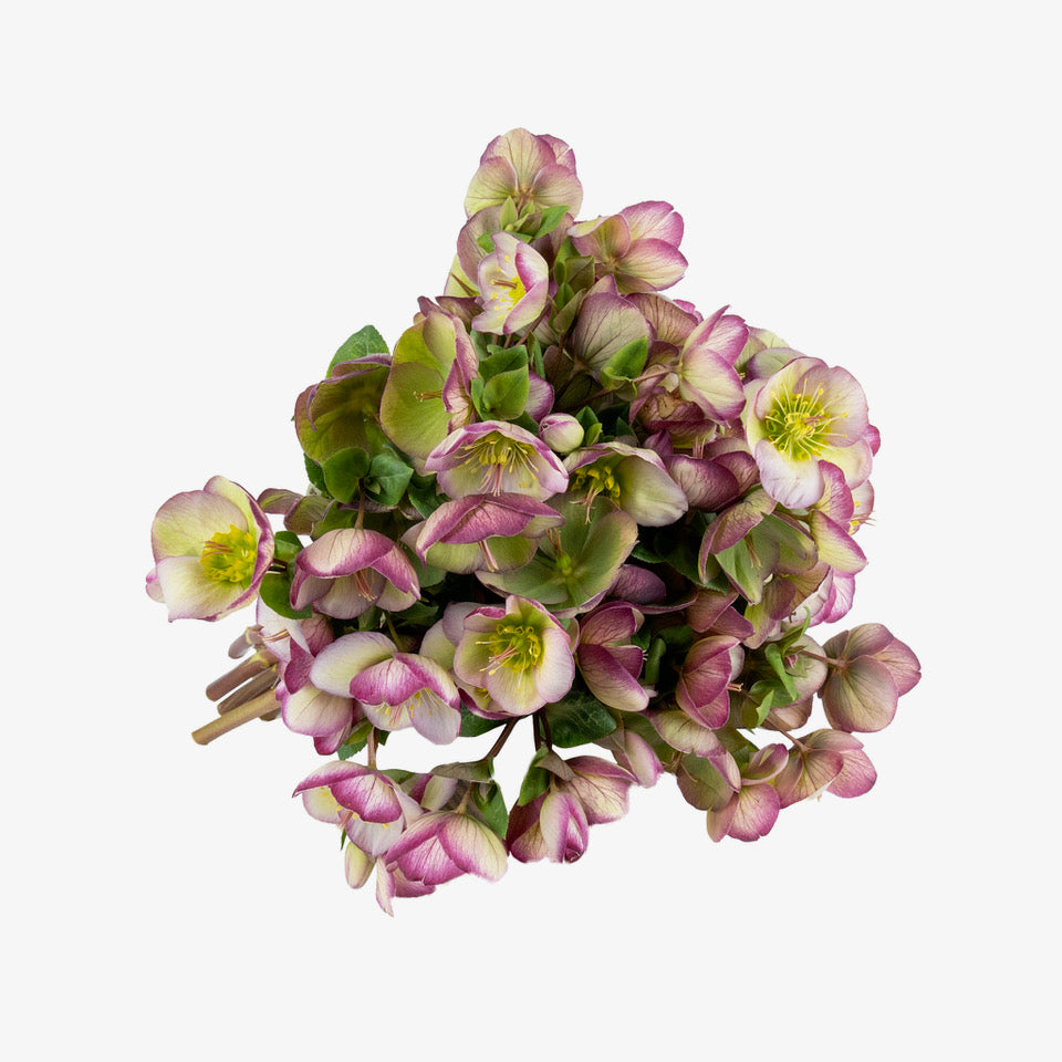 Helleborus Fresh Flowers - Bouquets & Vase Arrangements