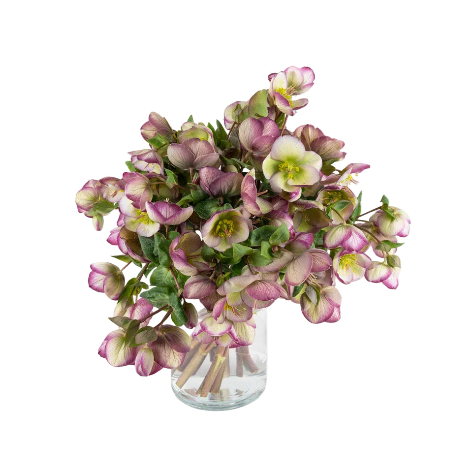 Helleborus Fresh Flowers - Bouquets & Vase Arrangements