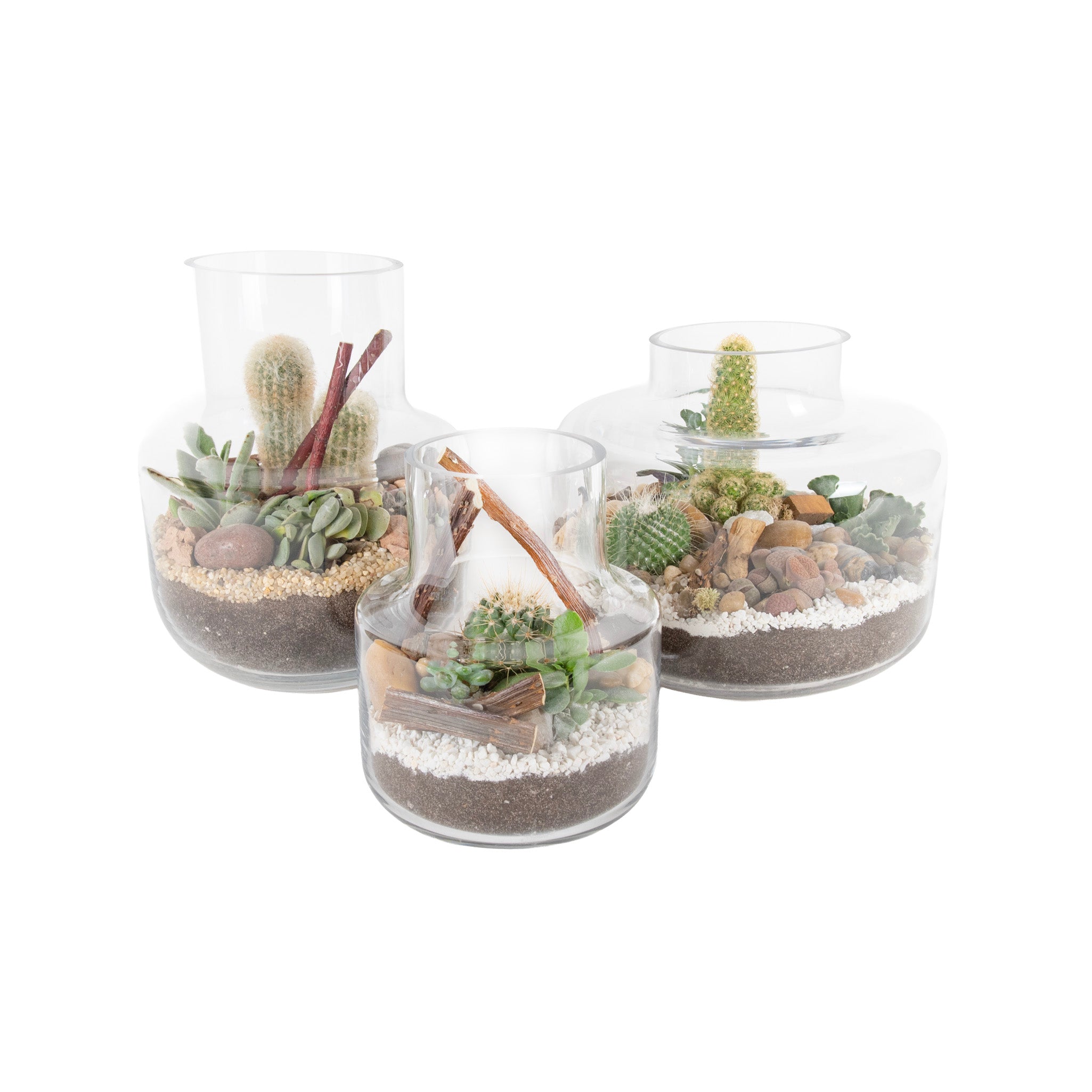 Horizon Desert Glass Terrariums