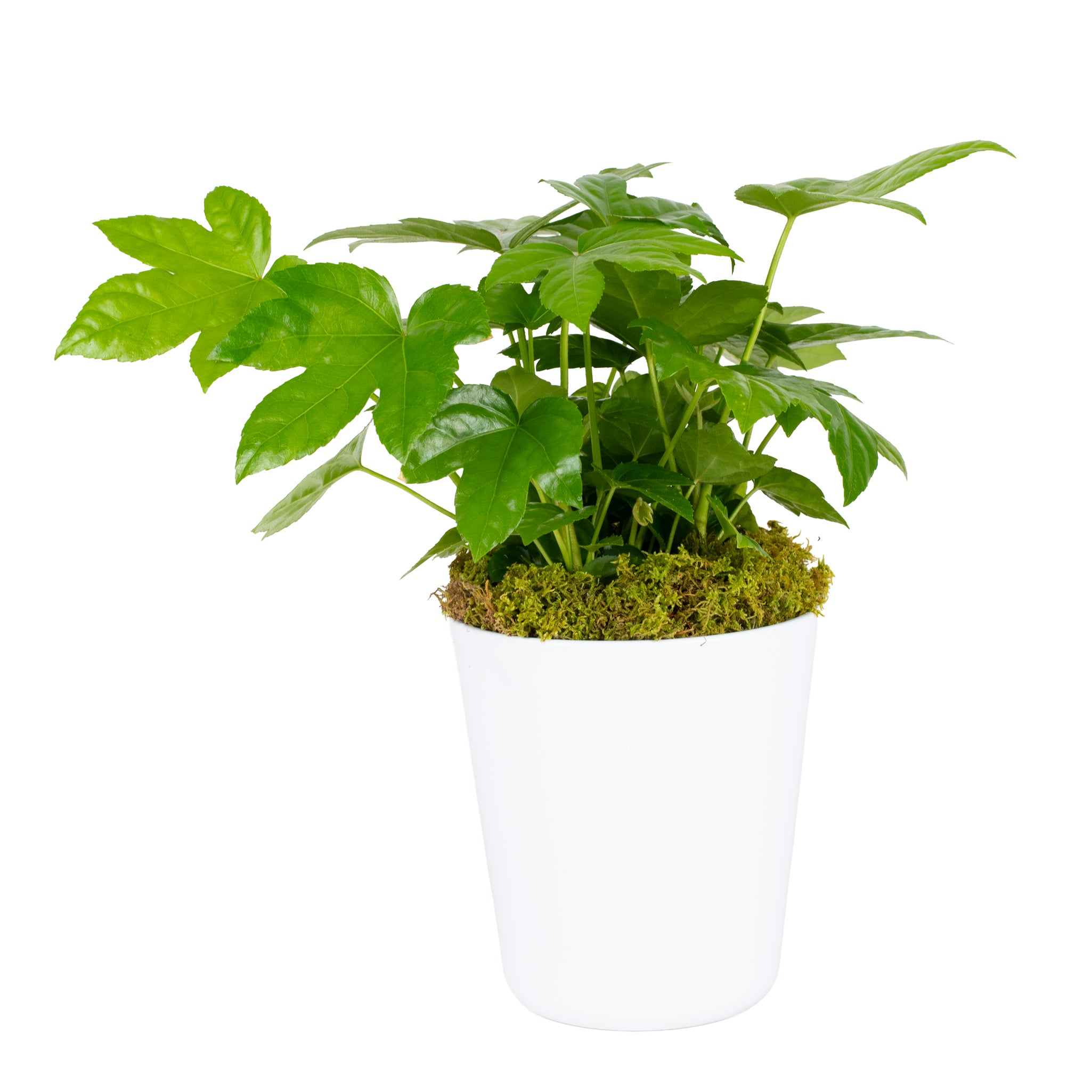 Japanese Aralia Potted Indoor Plant