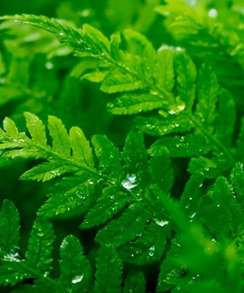 florist near me Toronto Ontario