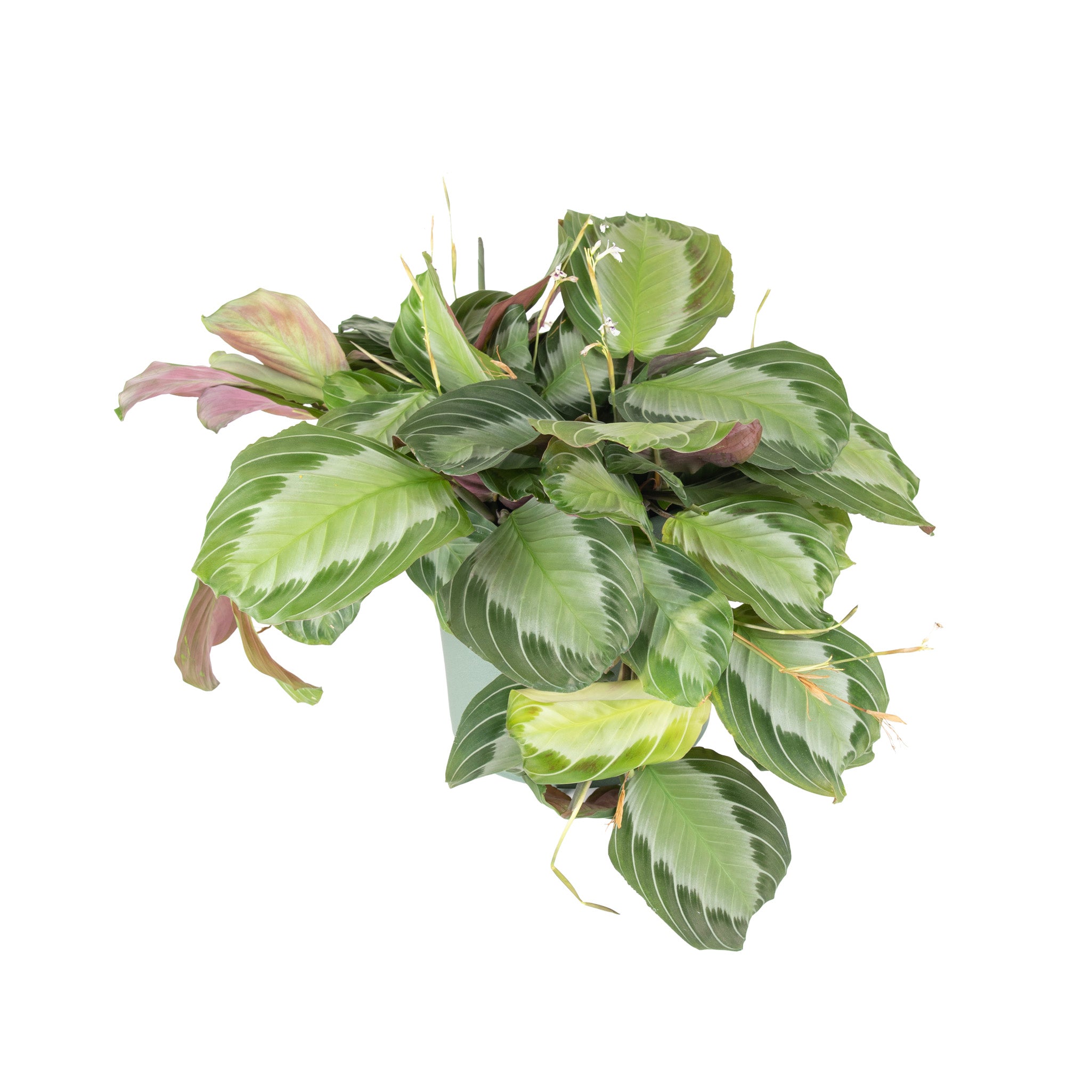 Silver Shield Prayer Potted Indoor Plant