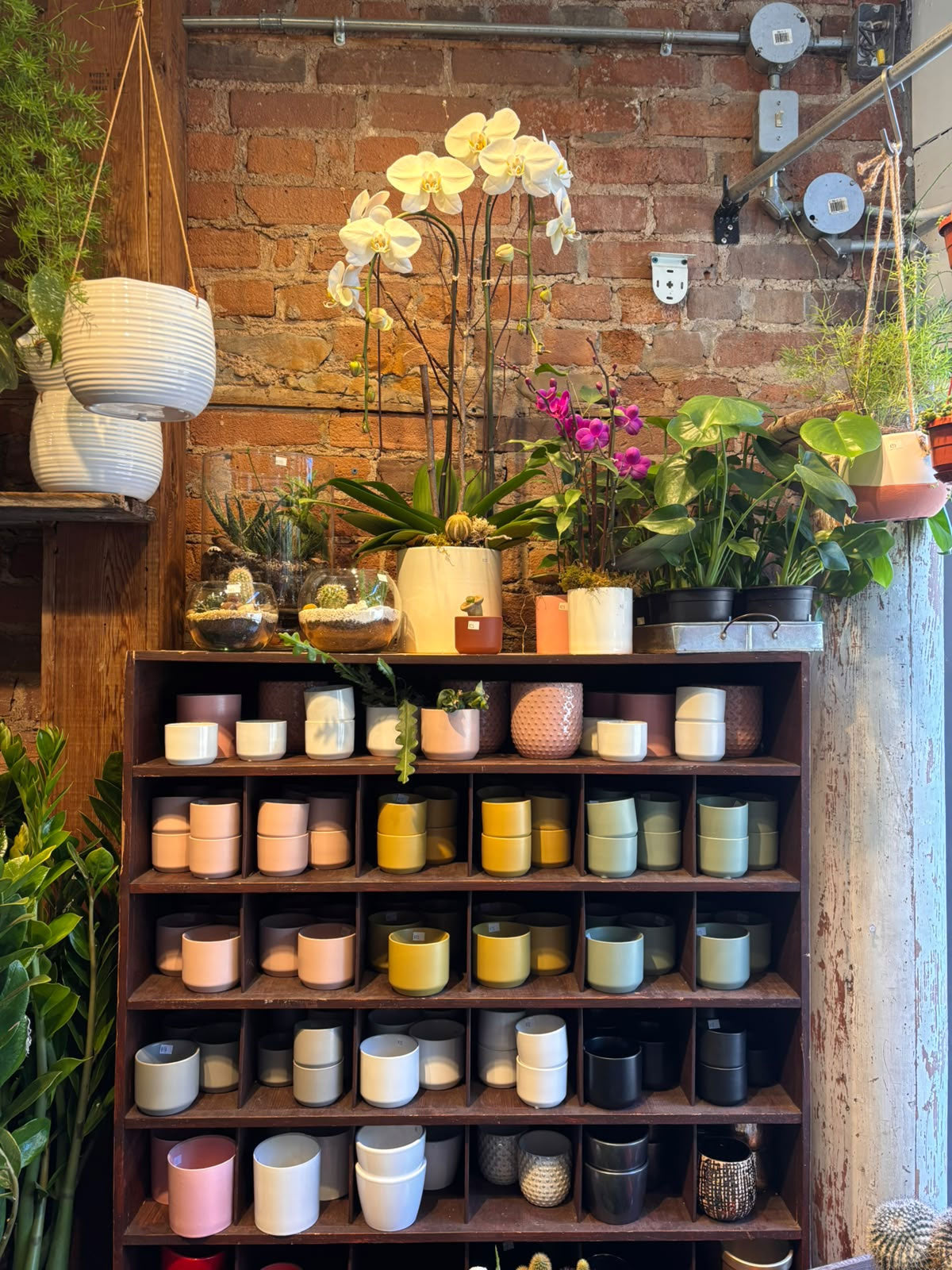 Pots de plantes décoratifs