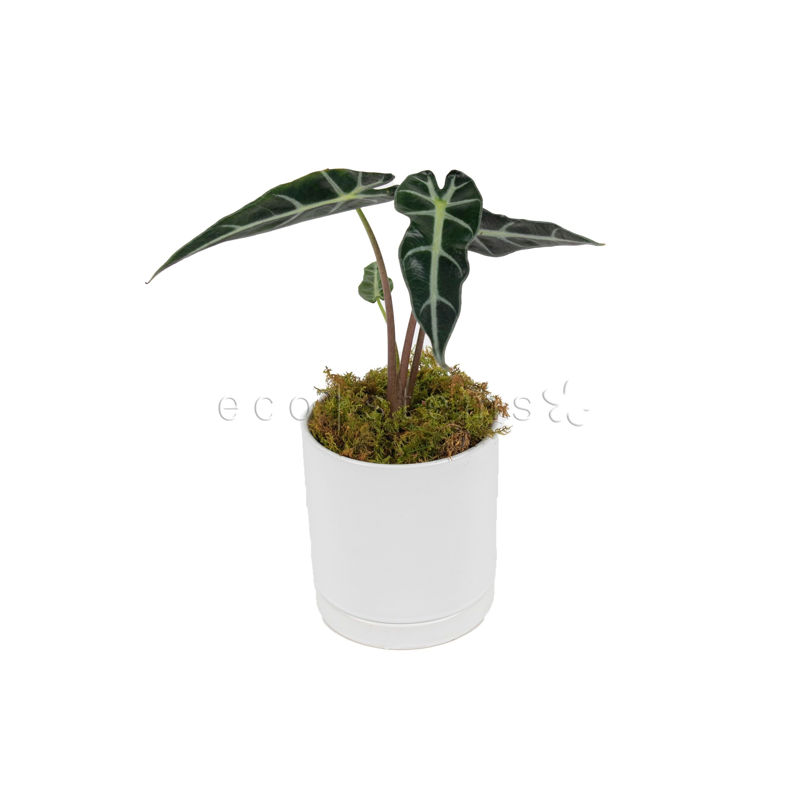 Alocasia African Mask Potted Indoor Plant Toronto Ontario Delivery