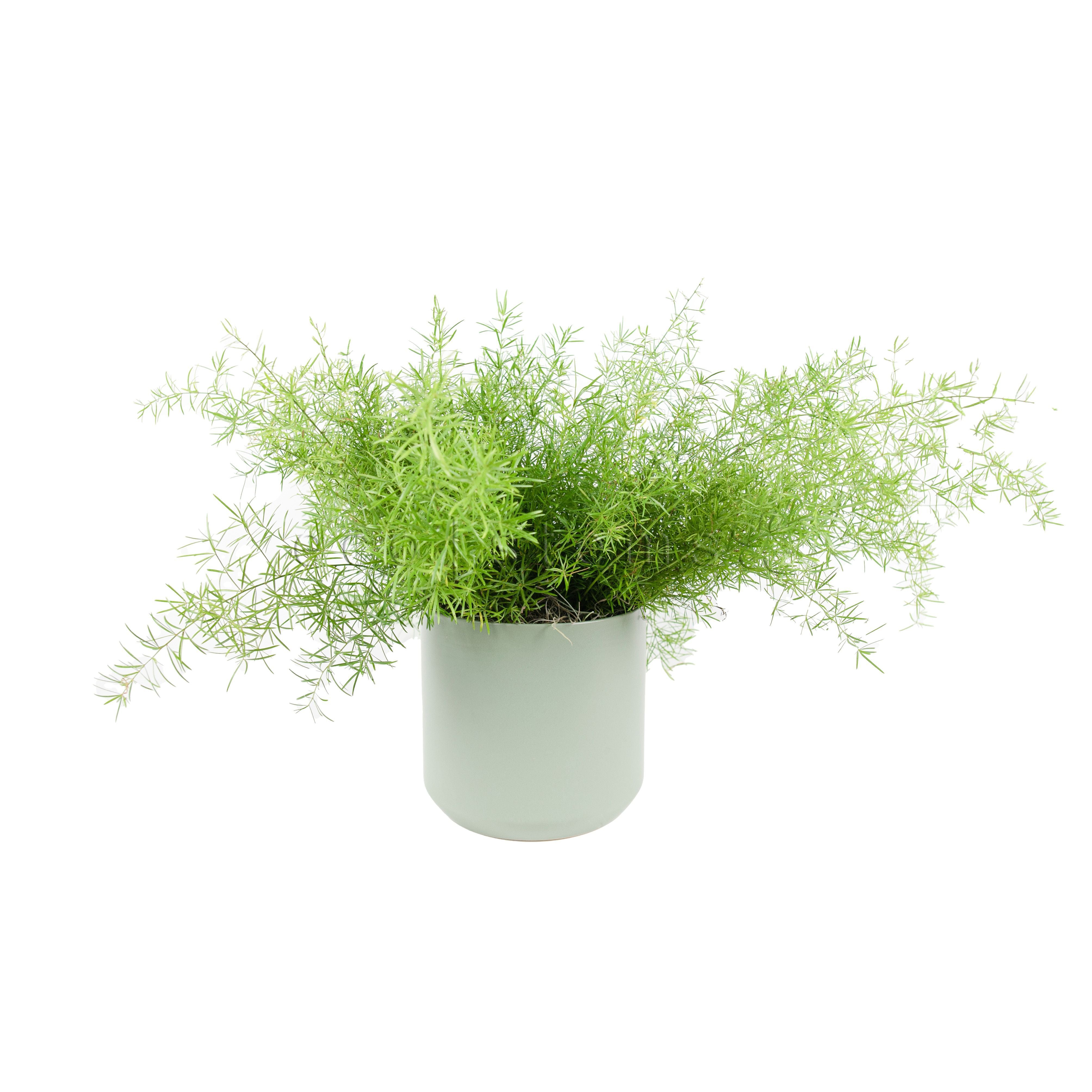 Asparagus Fern Potted Indoor Houseplant Toronto Ontario Delivery