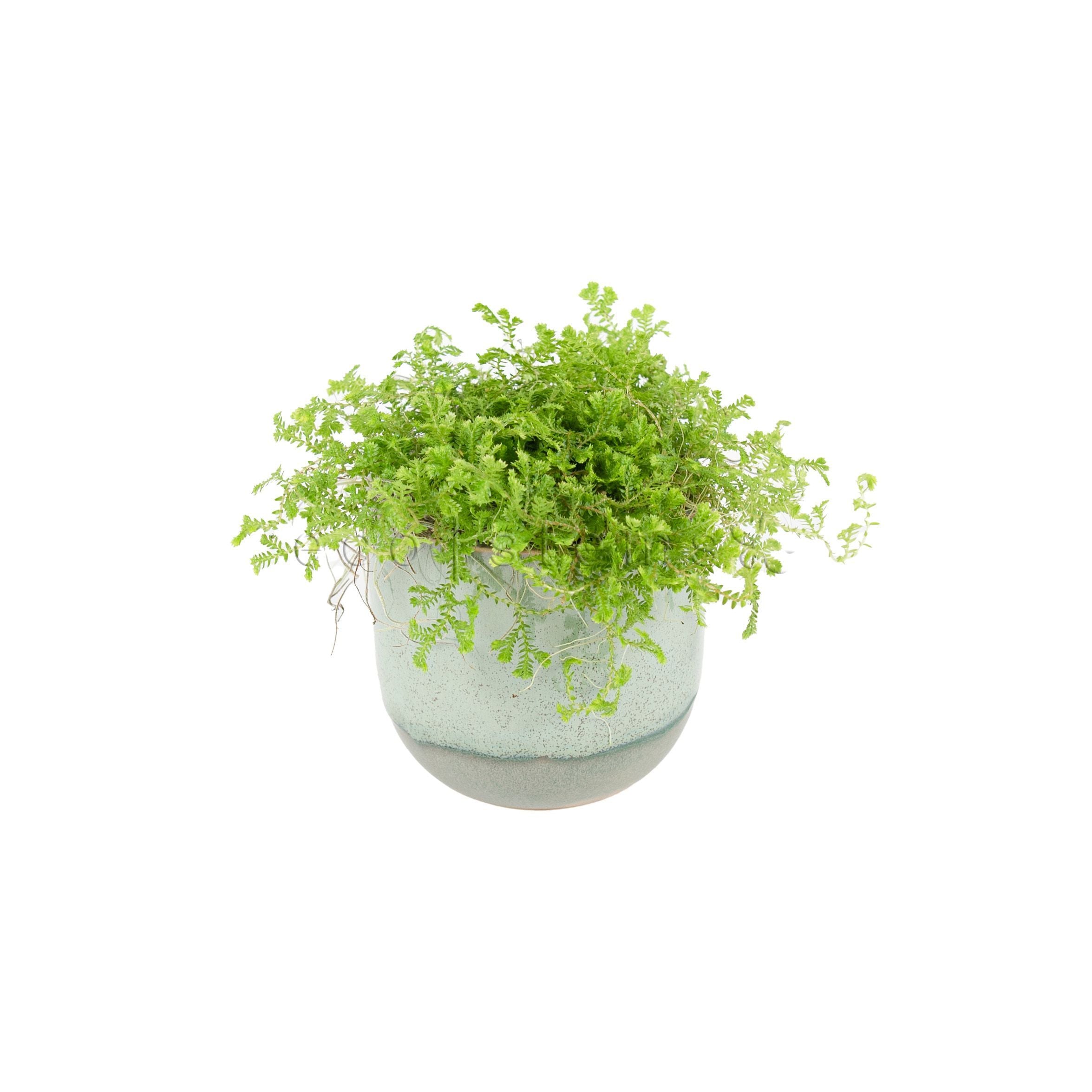 Lime Moss Fern Potted Indoor Plant Toronto Ontario Delivery