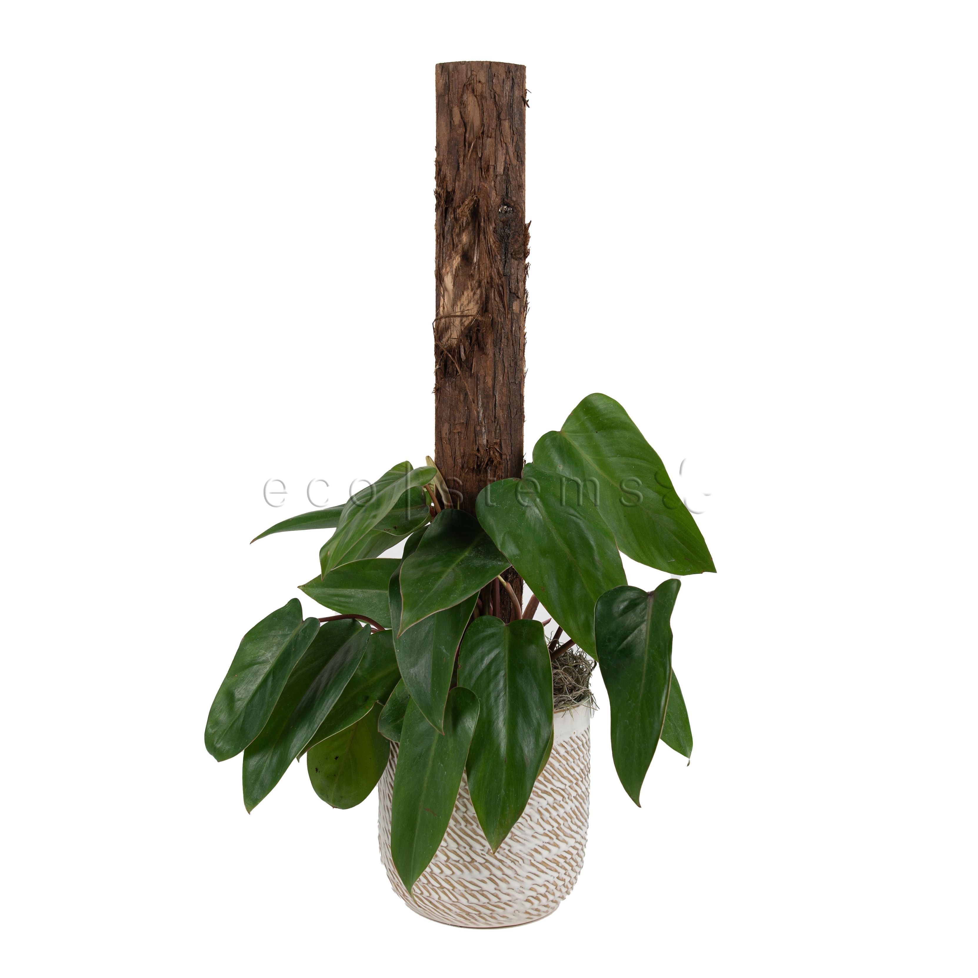 Red Emerald Philodendron Totem Potted Indoor Houseplant Toronto Ontario Delivery