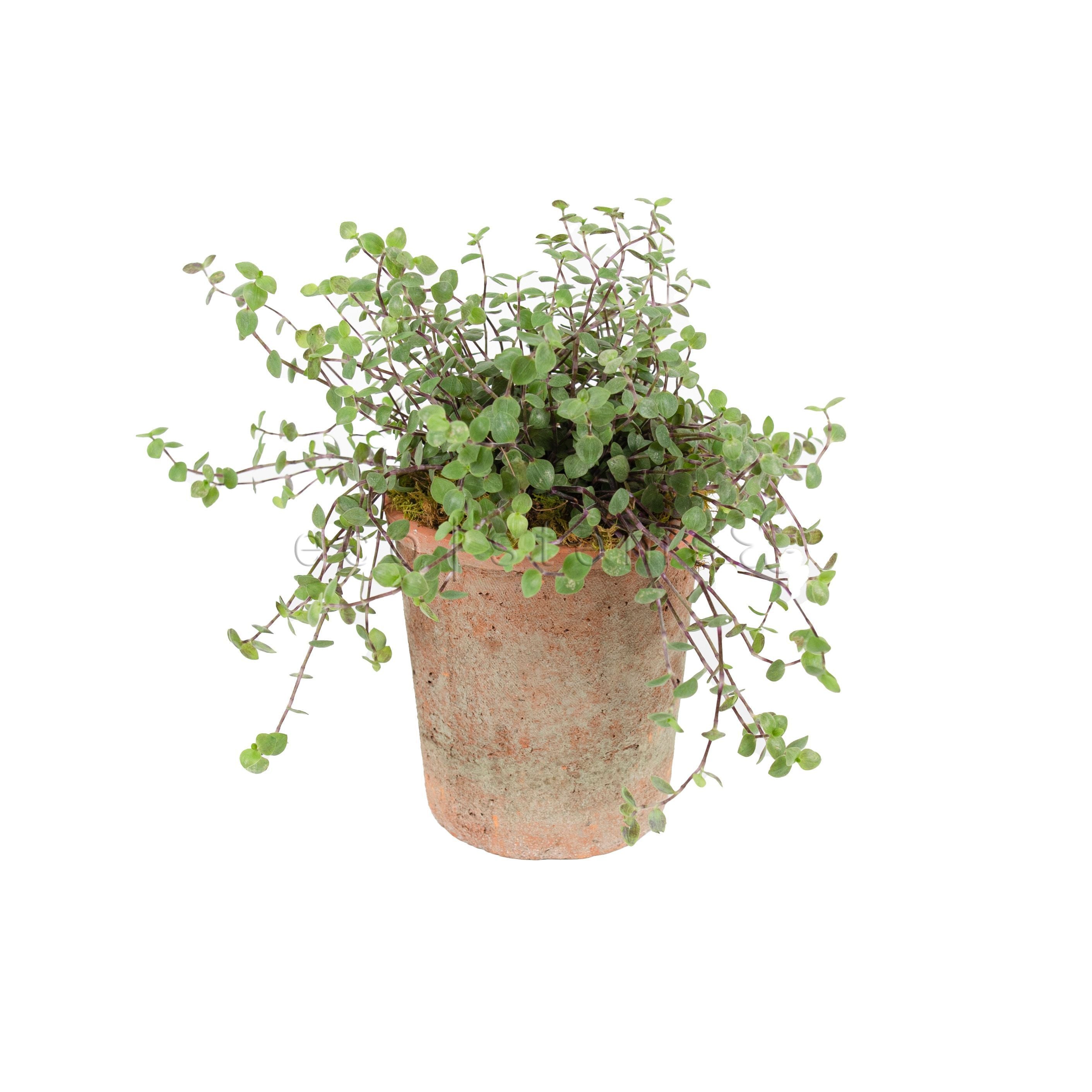 Turtle Vine Potted Indoor Plant Toronto Ontario Delivery