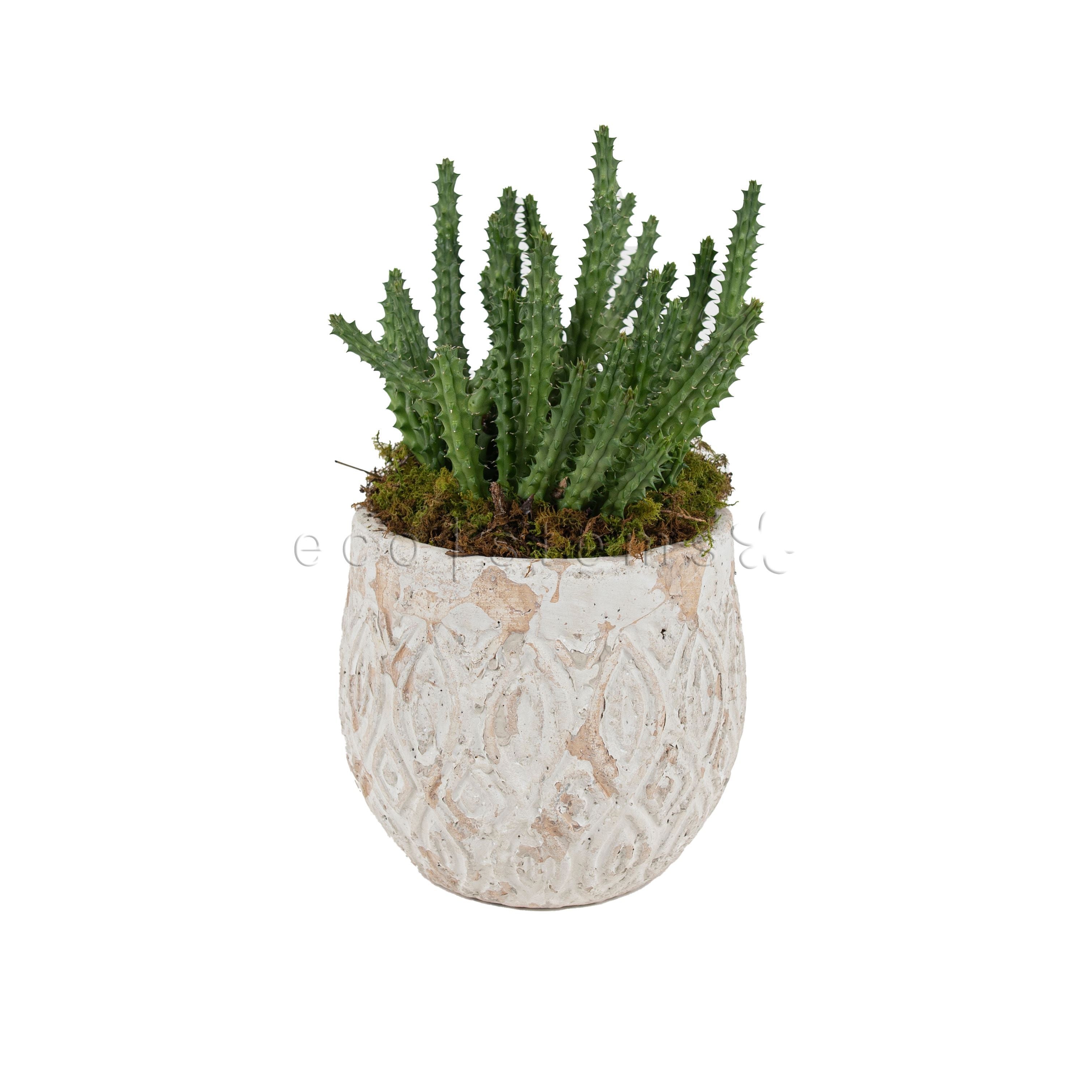 Lifesaver Cactus Potted Indoor Houseplant Toronto Ontario Delivery