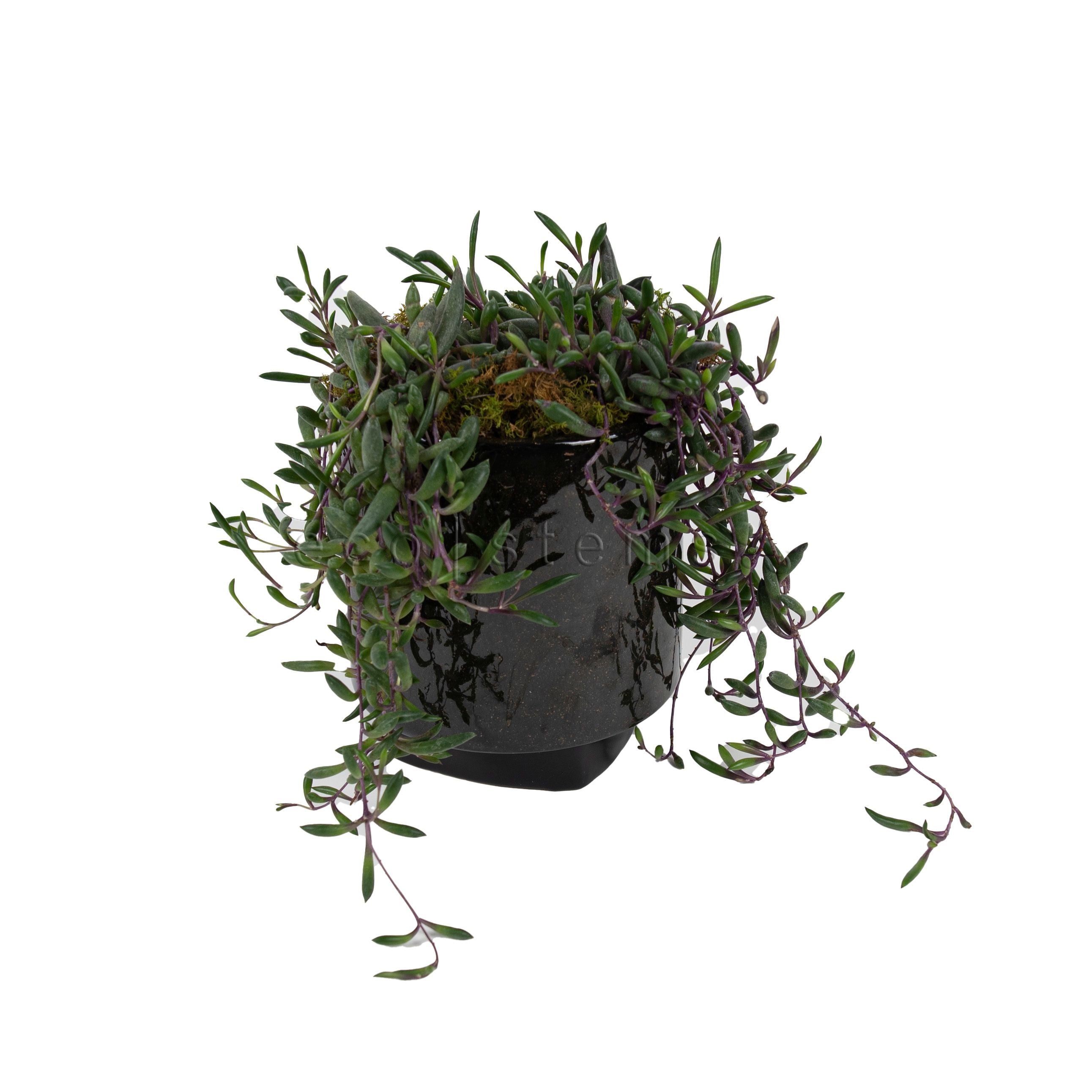 String of Pickles Potted Indoor Plant Toronto Ontario Delivery