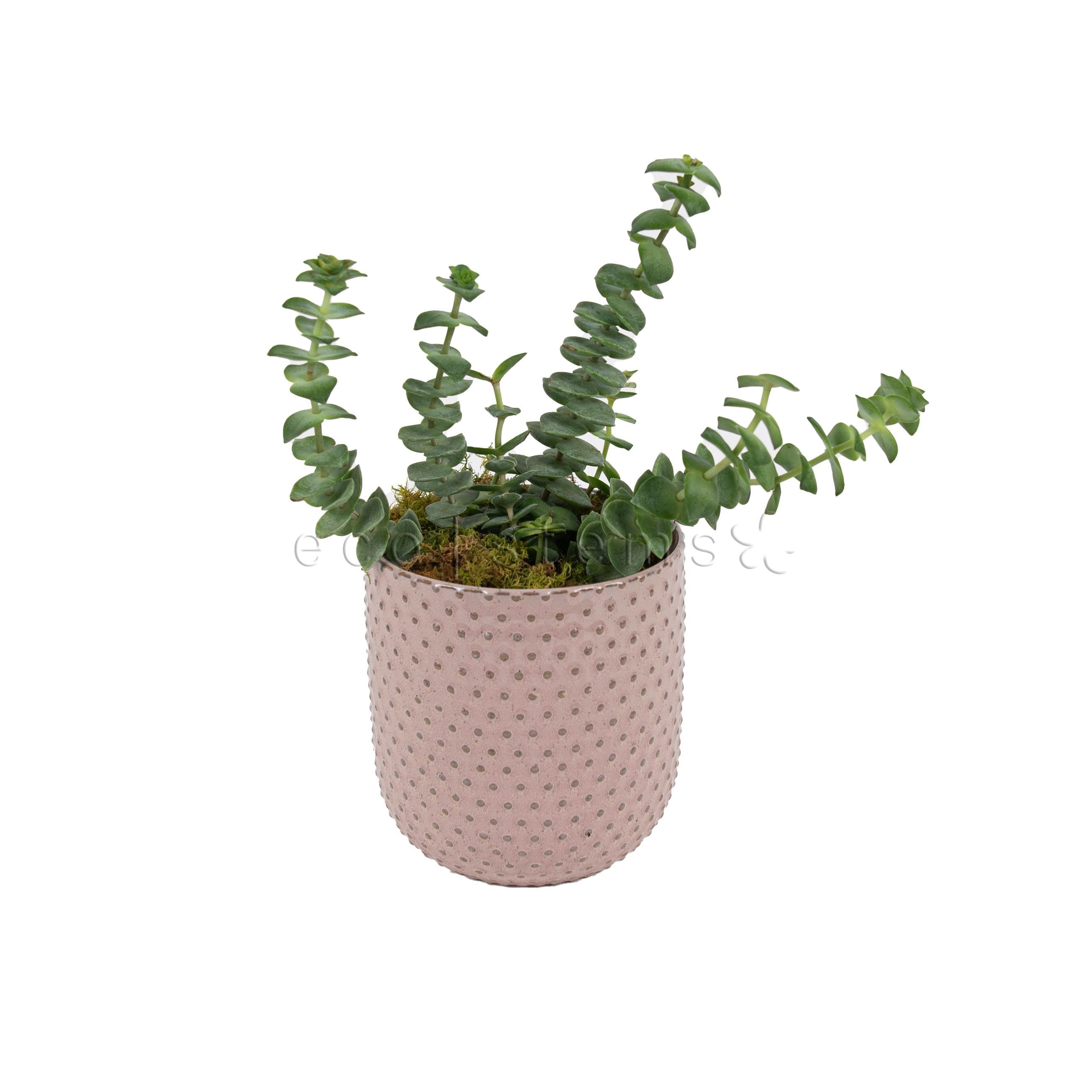 String of Squares Potted Indoor Plant Toronto Ontario Delivery