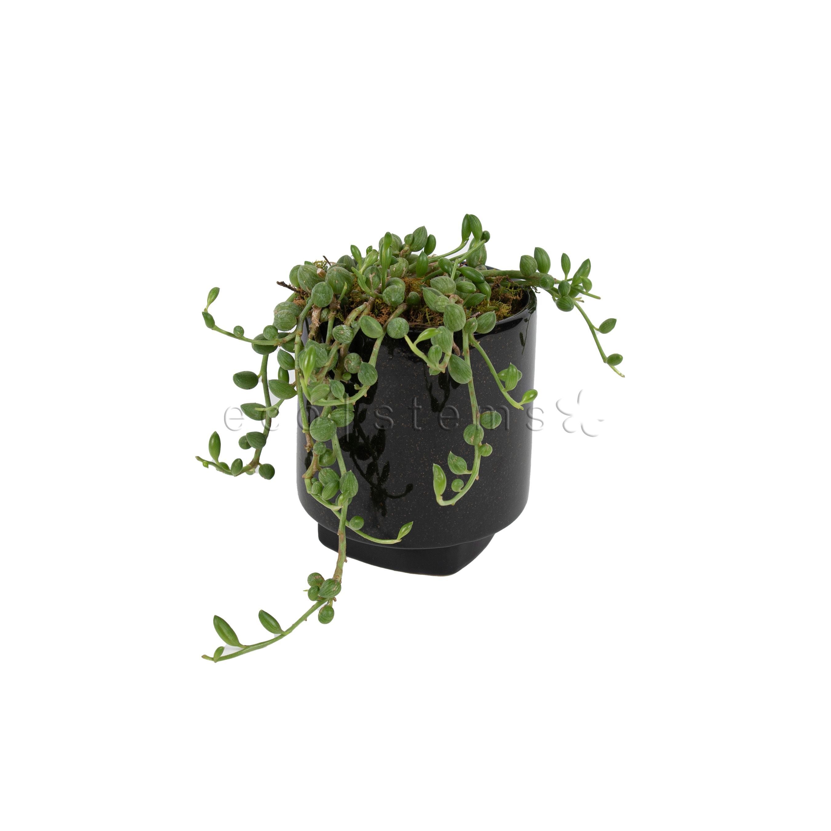 String of Watermelons Potted Indoor Plant Toronto Ontario Delivery