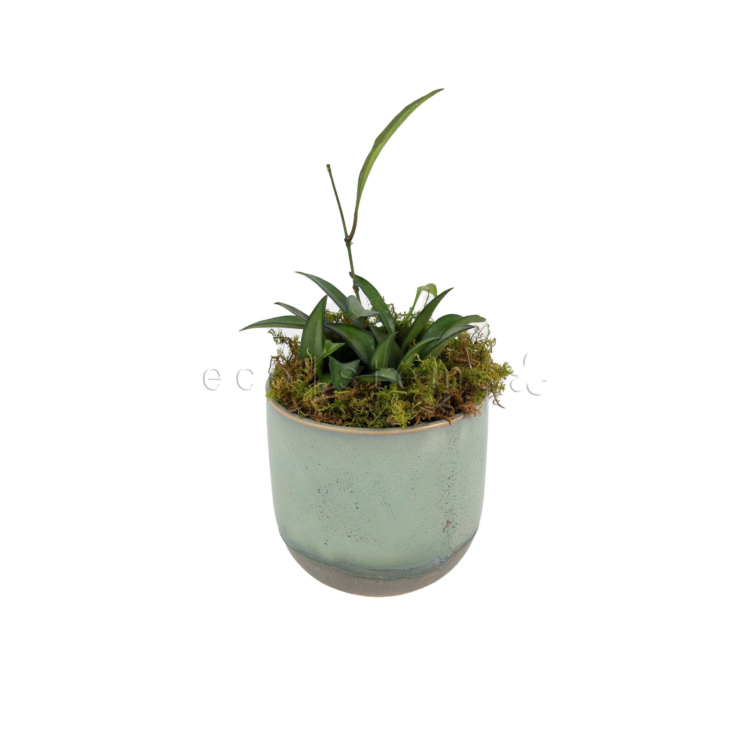 Hoya Kentiana Potted Indoor Houseplant Toronto Ontario Delivery