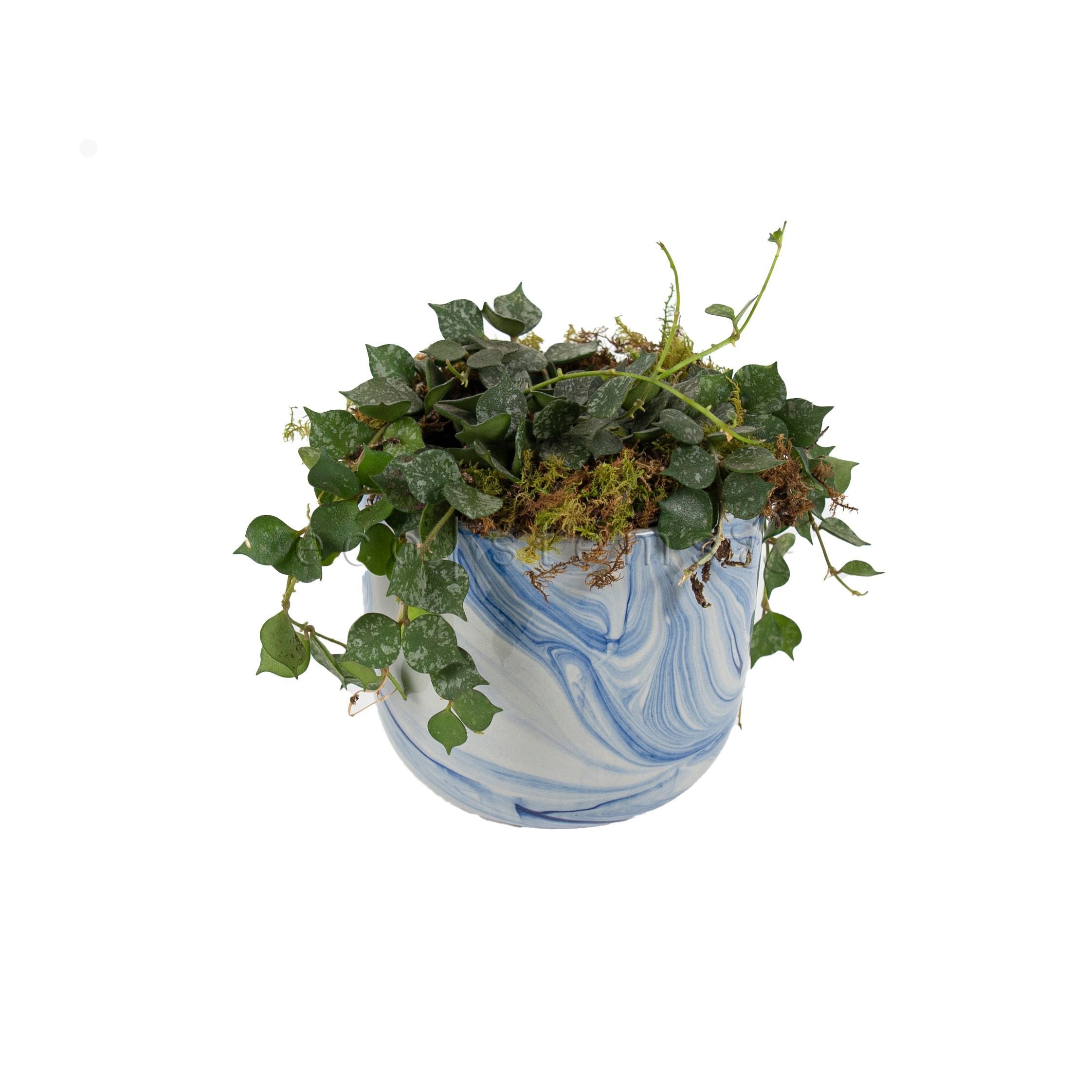 Hoya Curtisii Potted Indoor Houseplant Toronto Ontario Delivery