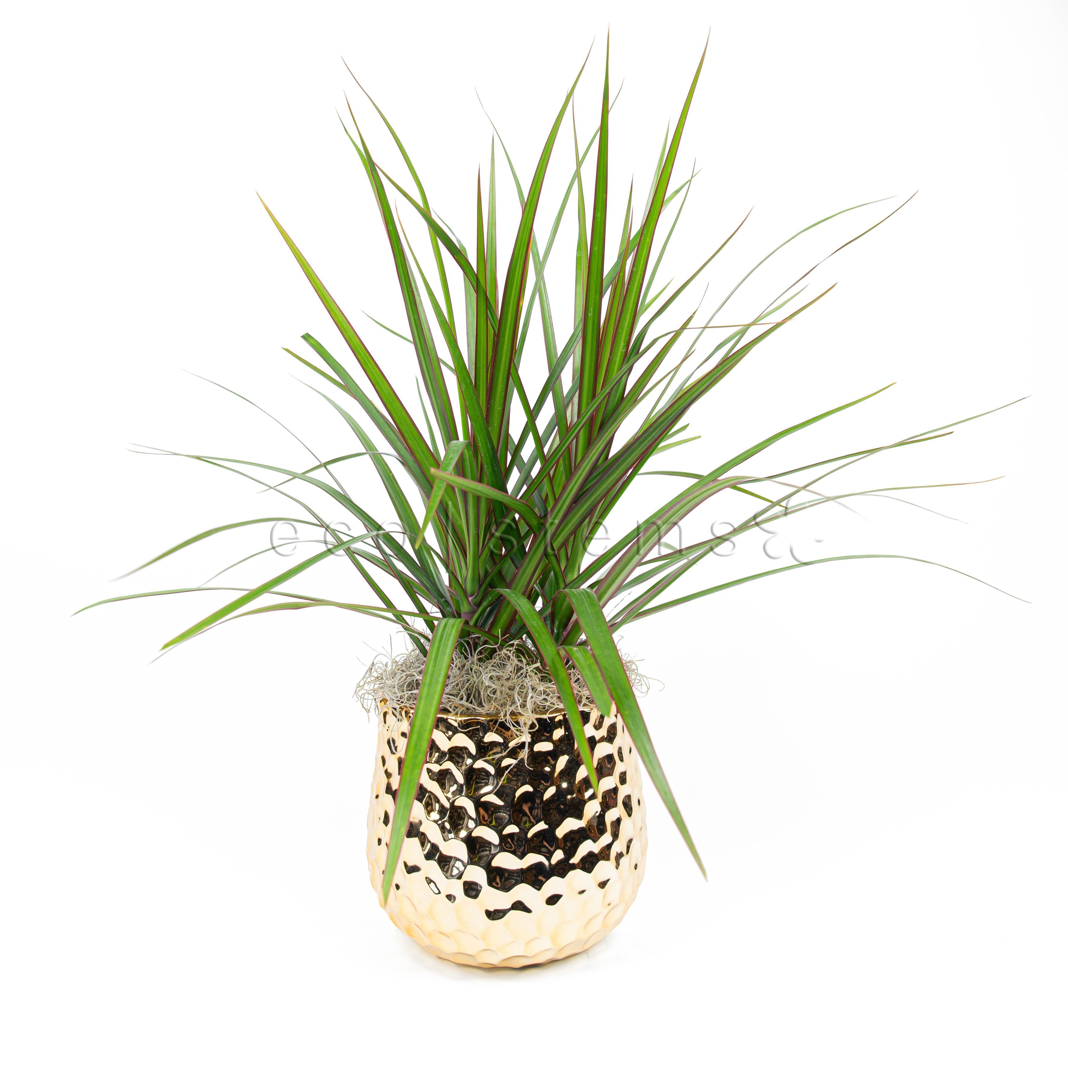 Dracaena Marginata Potted Indoor Houseplant Toronto Ontario Delivery