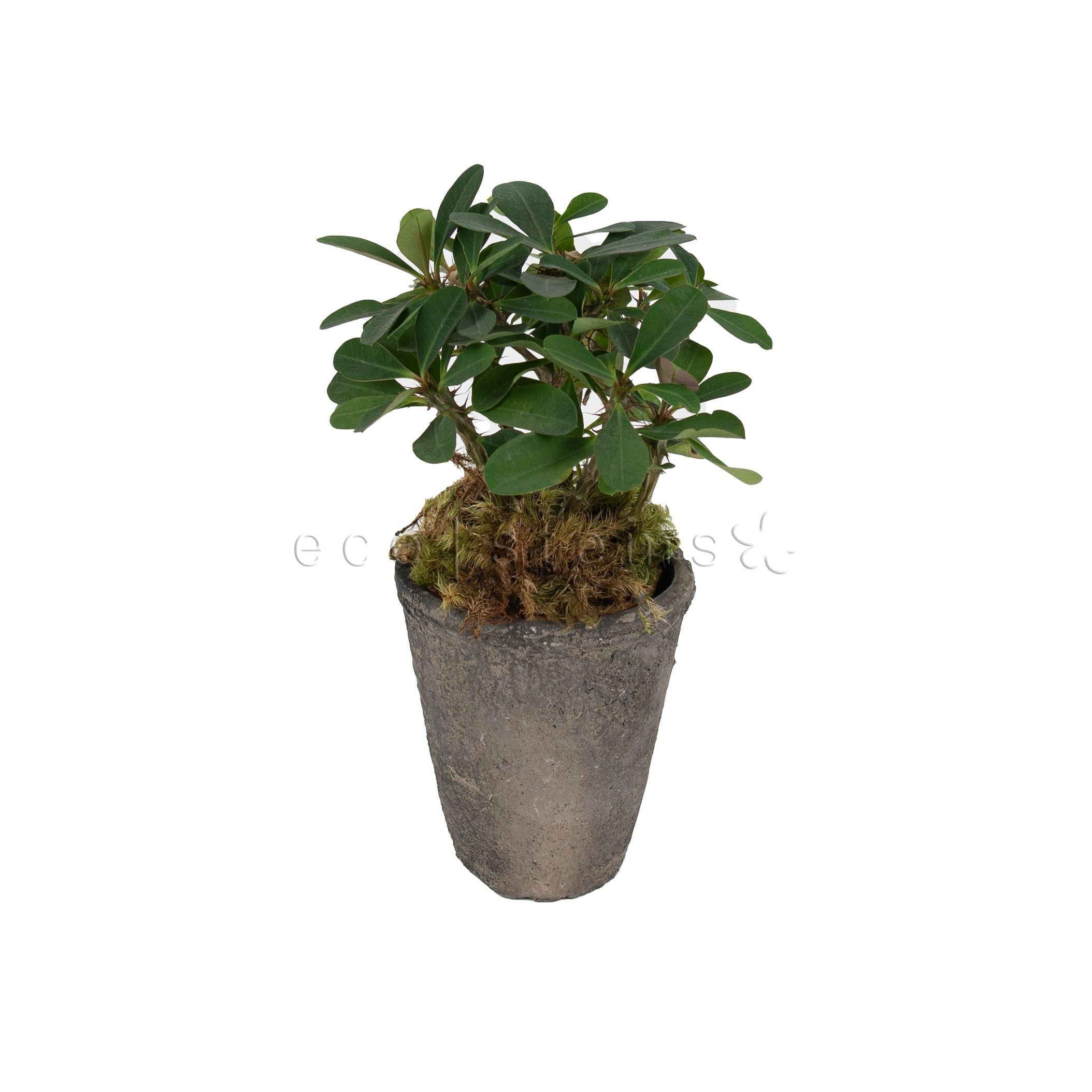Crown of Thorns Potted Indoor Houseplant Toronto Ontario Delivery