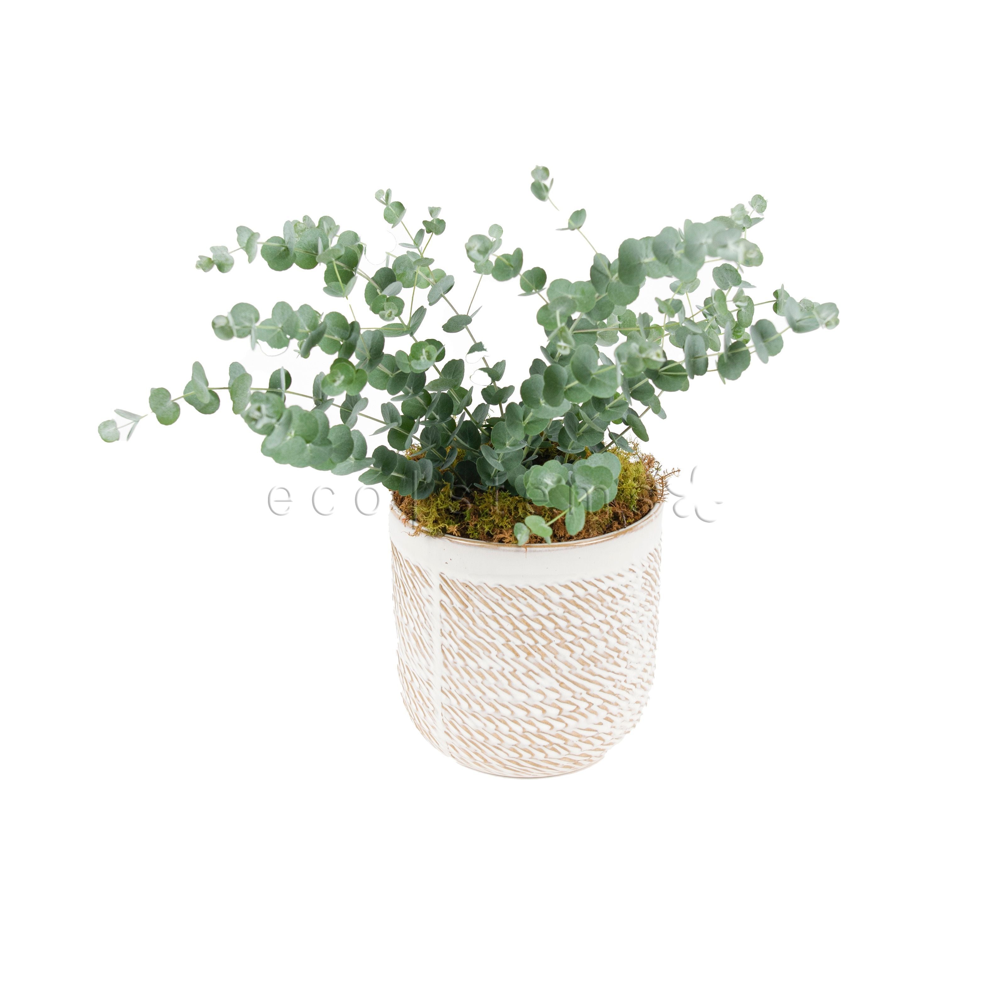 Eucalyptus Potted Indoor Houseplant Toronto Ontario Delivery