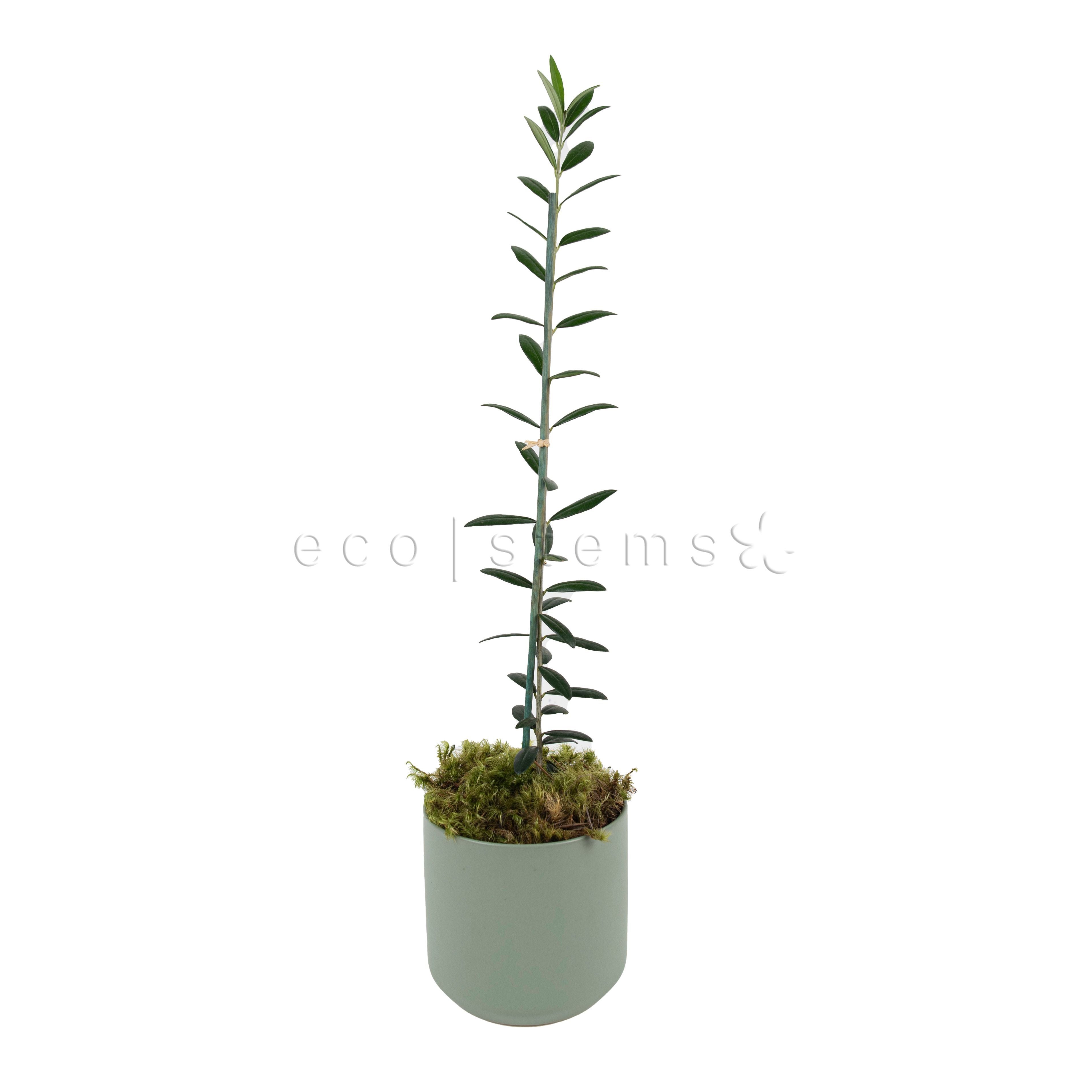 Olive Tree Potted Indoor Houseplant Toronto Ontario Delivery