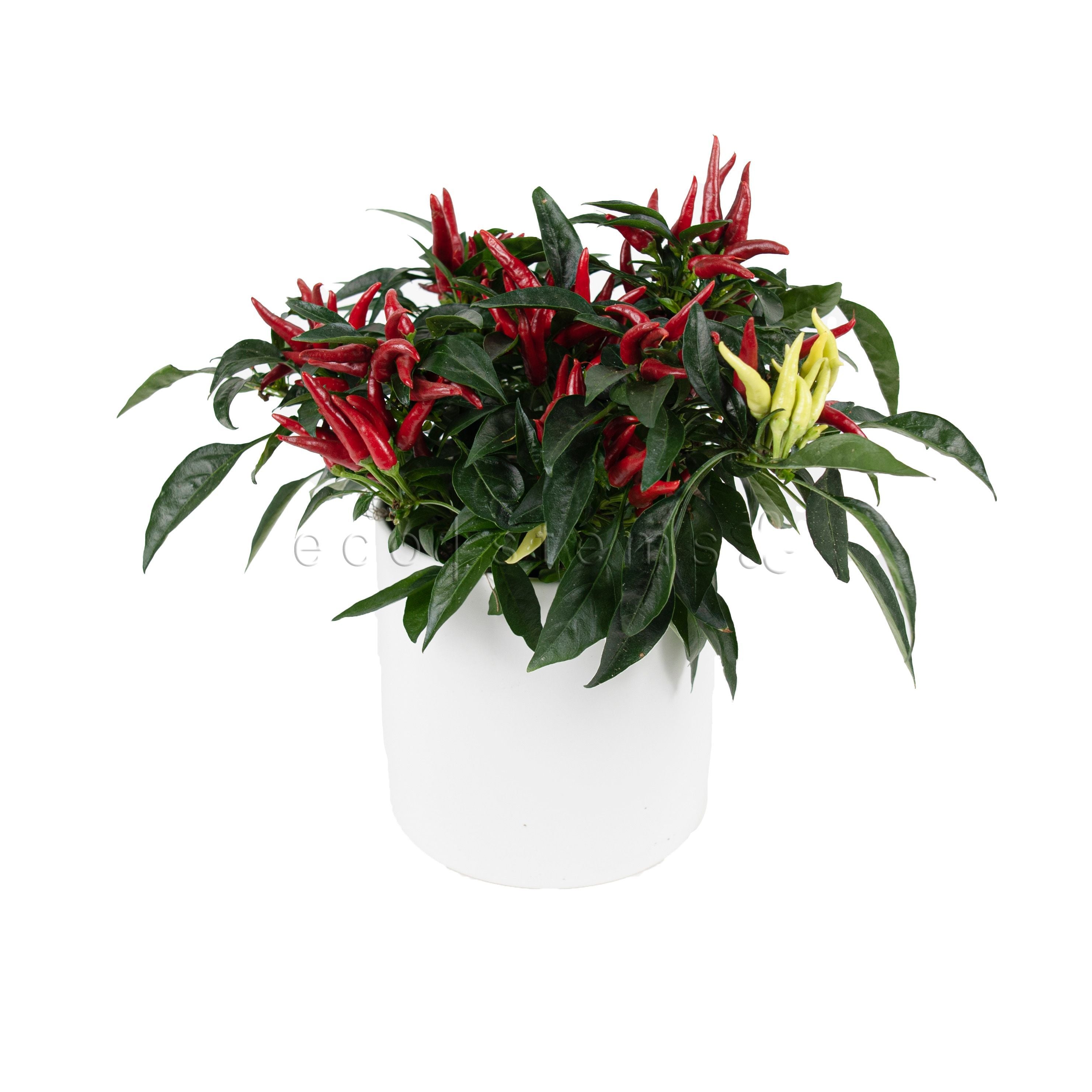 Ornamental Pepper Potted Indoor Houseplant Toronto Ontario Delivery