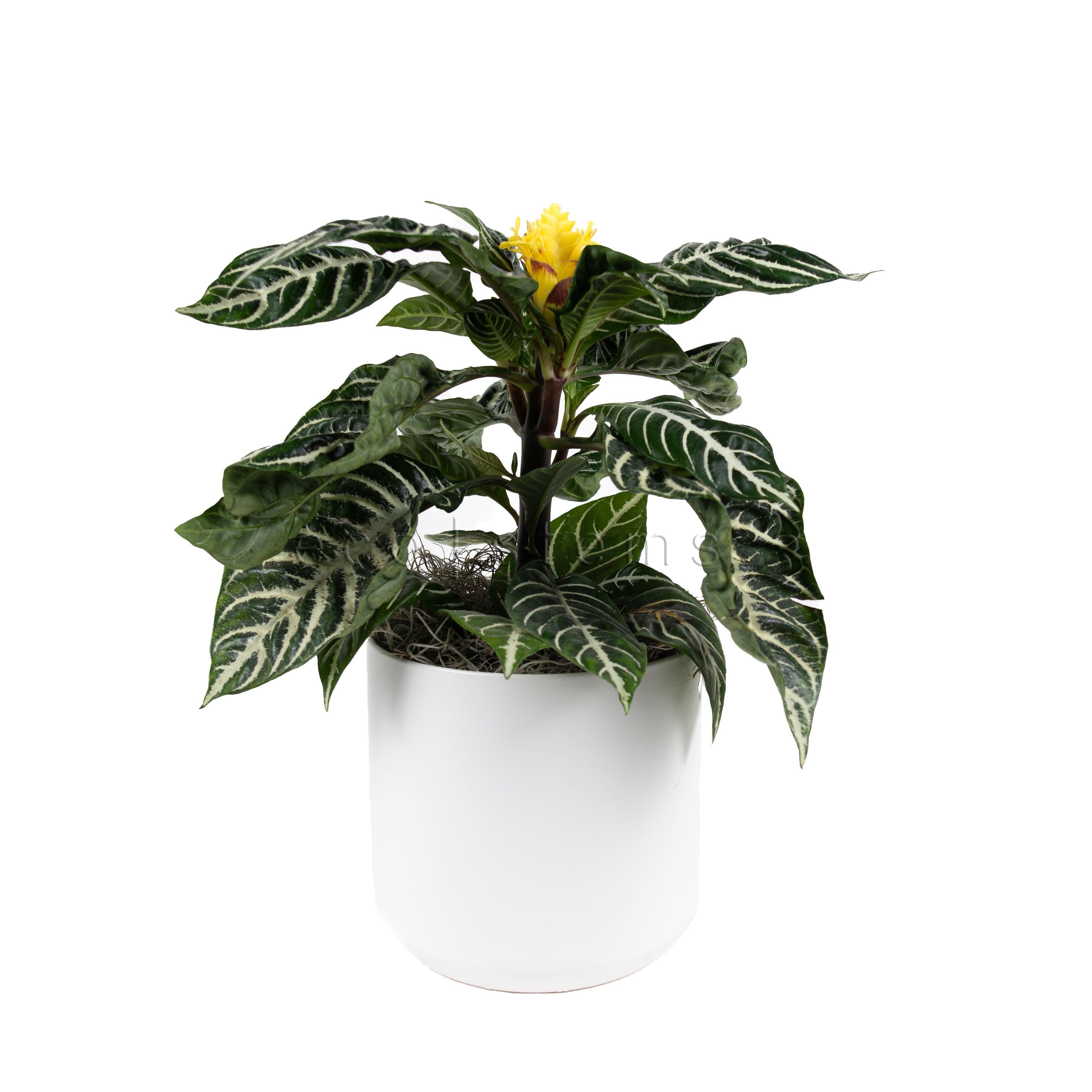 Zebra Potted Indoor Plant Toronto Ontario Delivery