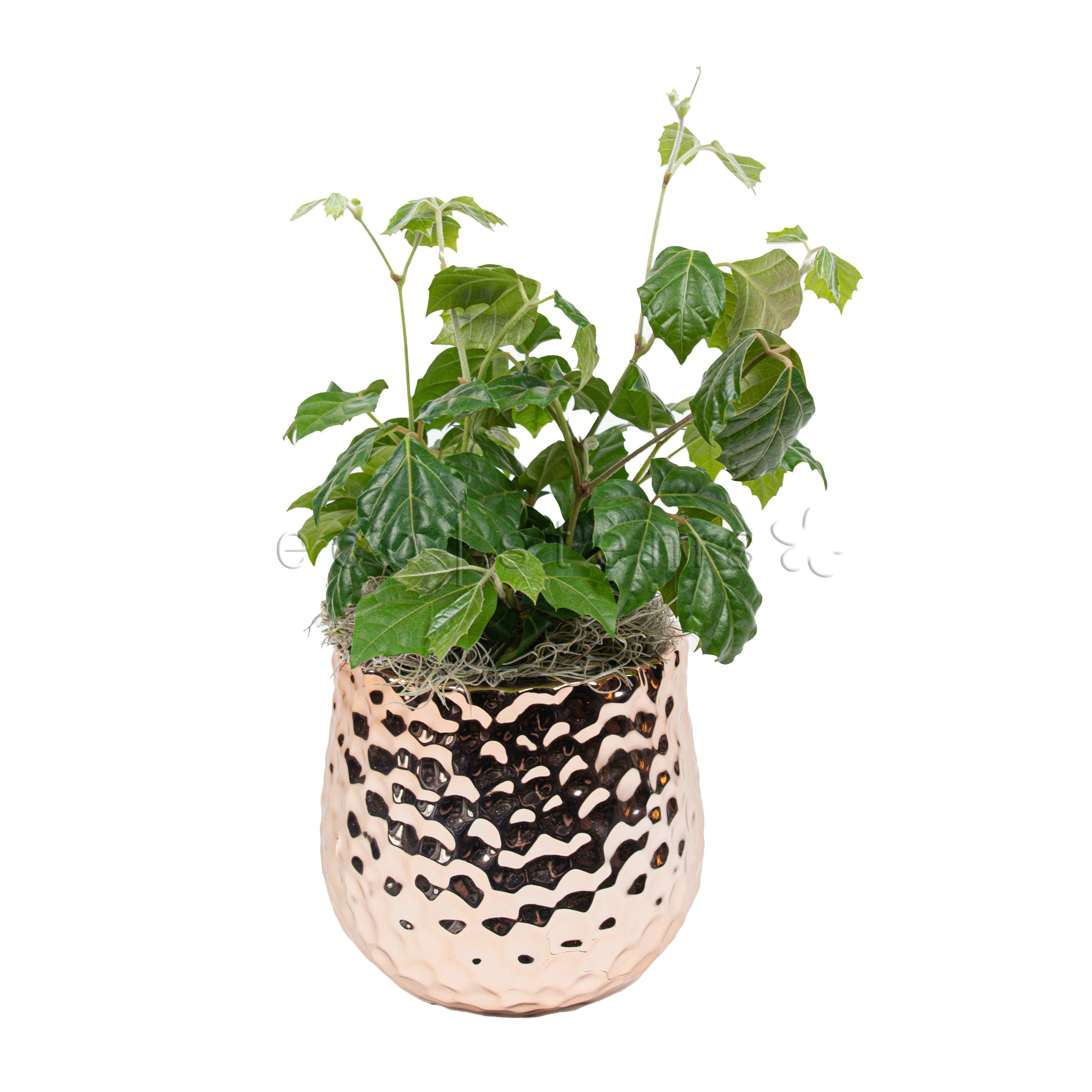 Grape Ivy Potted Indoor Plant Toronto Ontario Delivery