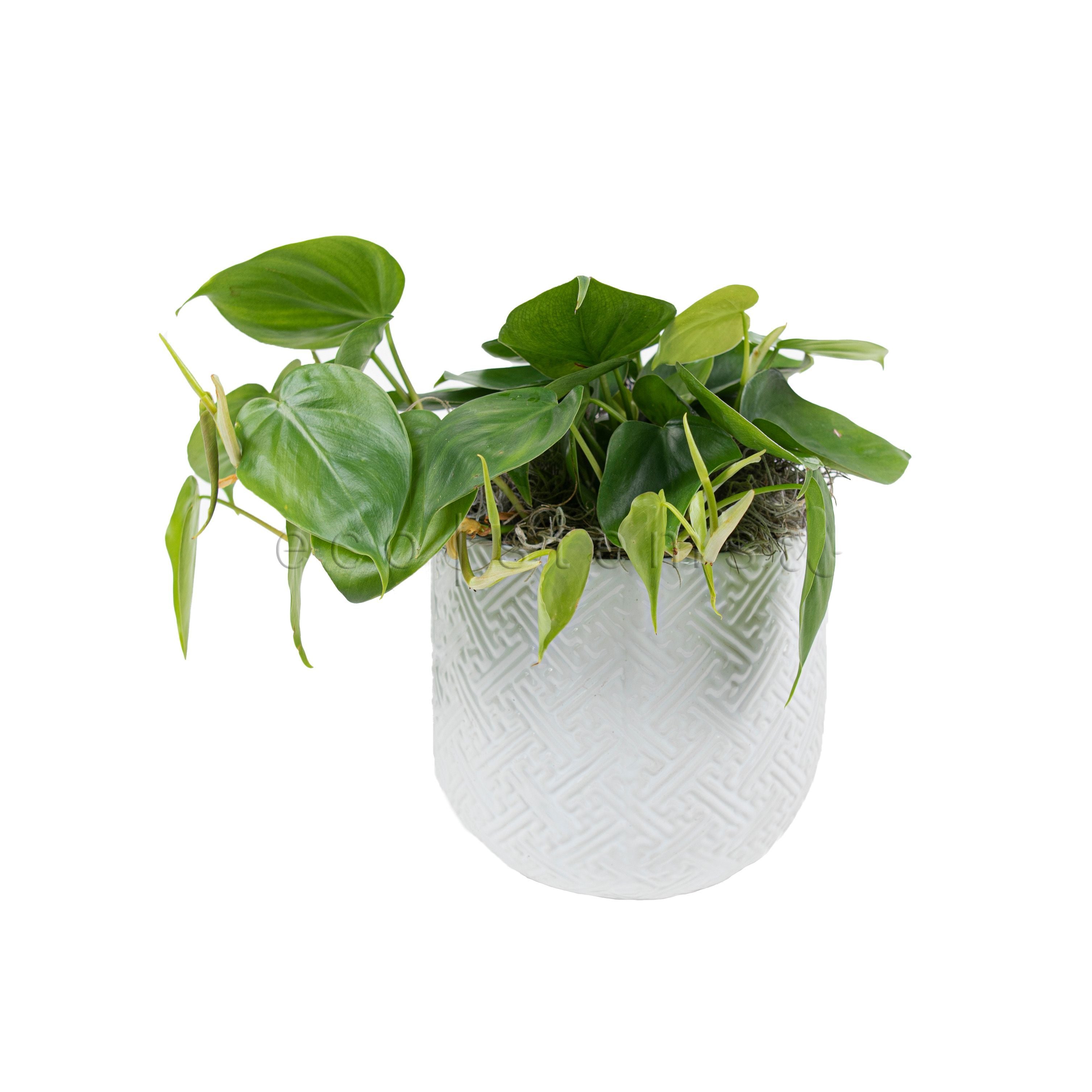 Green Heart-Leaf Philodendron Potted Indoor Plant Toronto Ontario Delivery