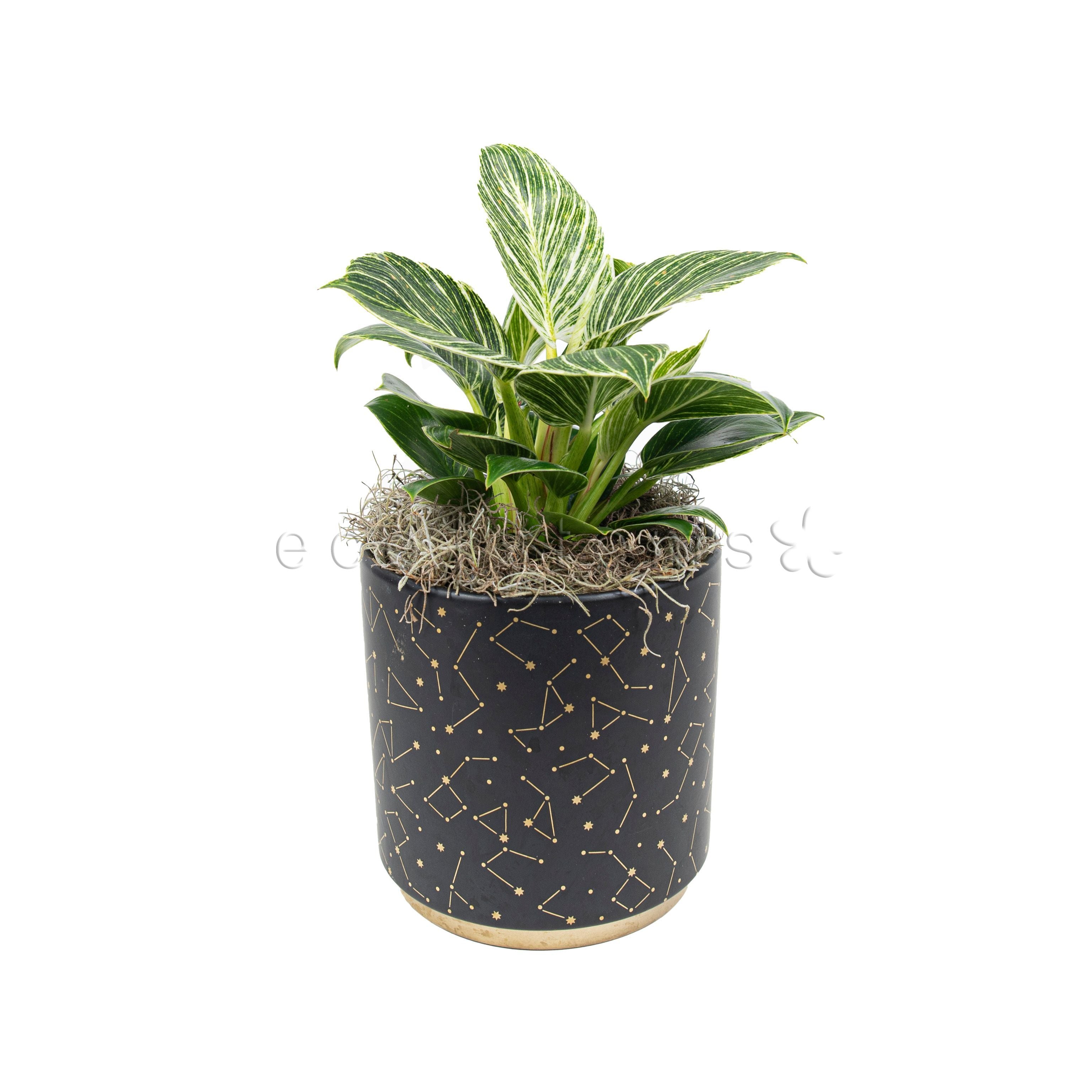 Birkin Philodendron Potted Indoor Houseplant Toronto Ontario Delivery