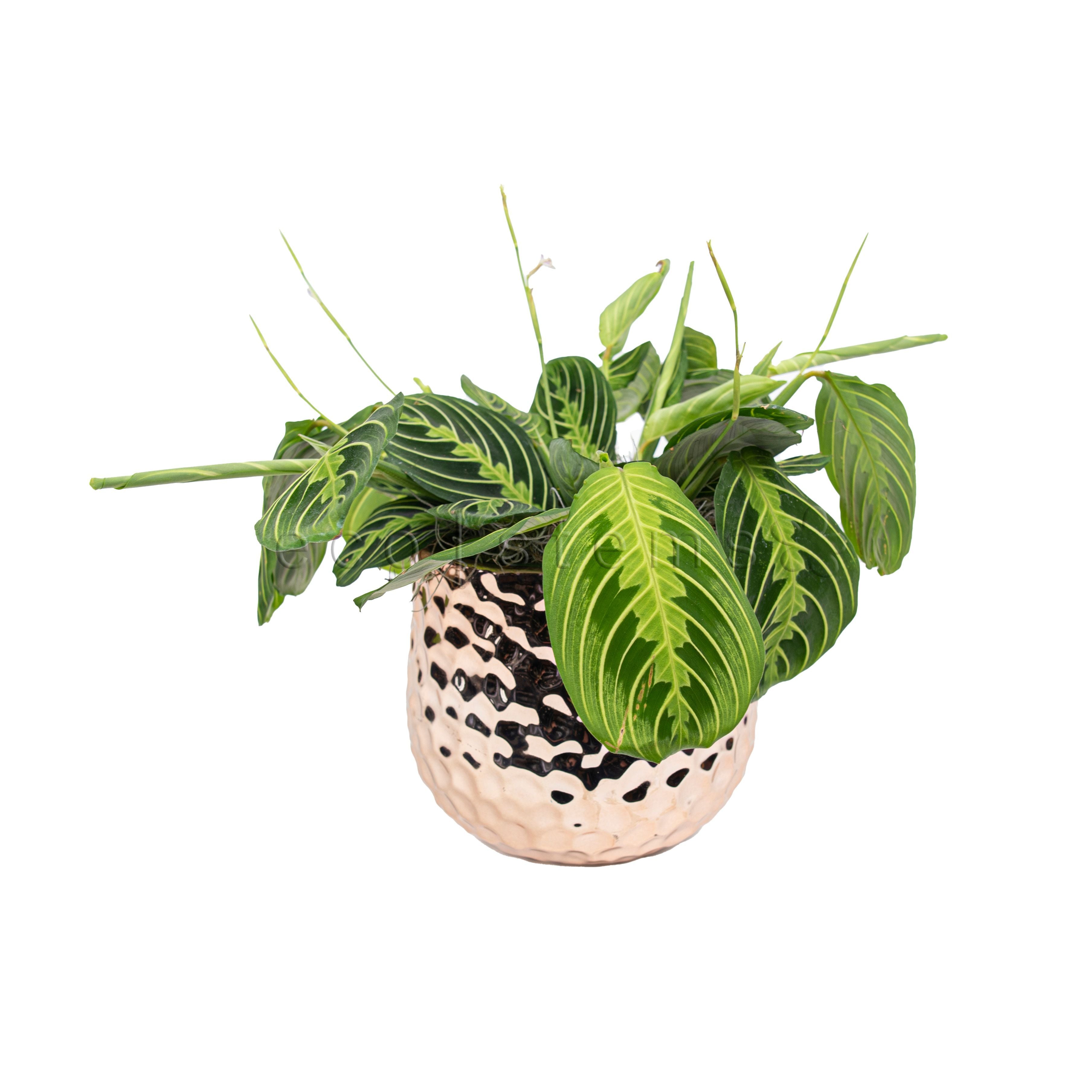 Lemon Lime Prayer Potted Indoor Plant Toronto Ontario Delivery