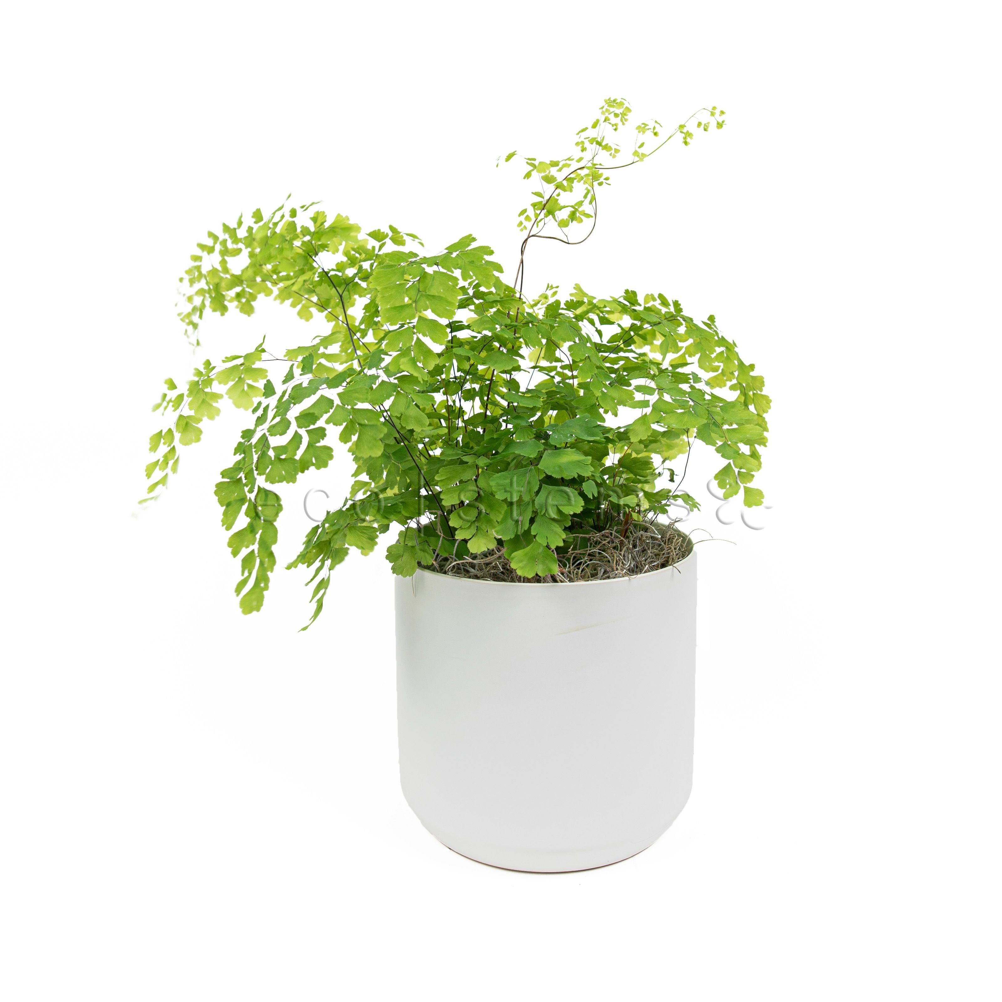 Maidenhair Fern Potted Indoor Houseplant Toronto Ontario Delivery