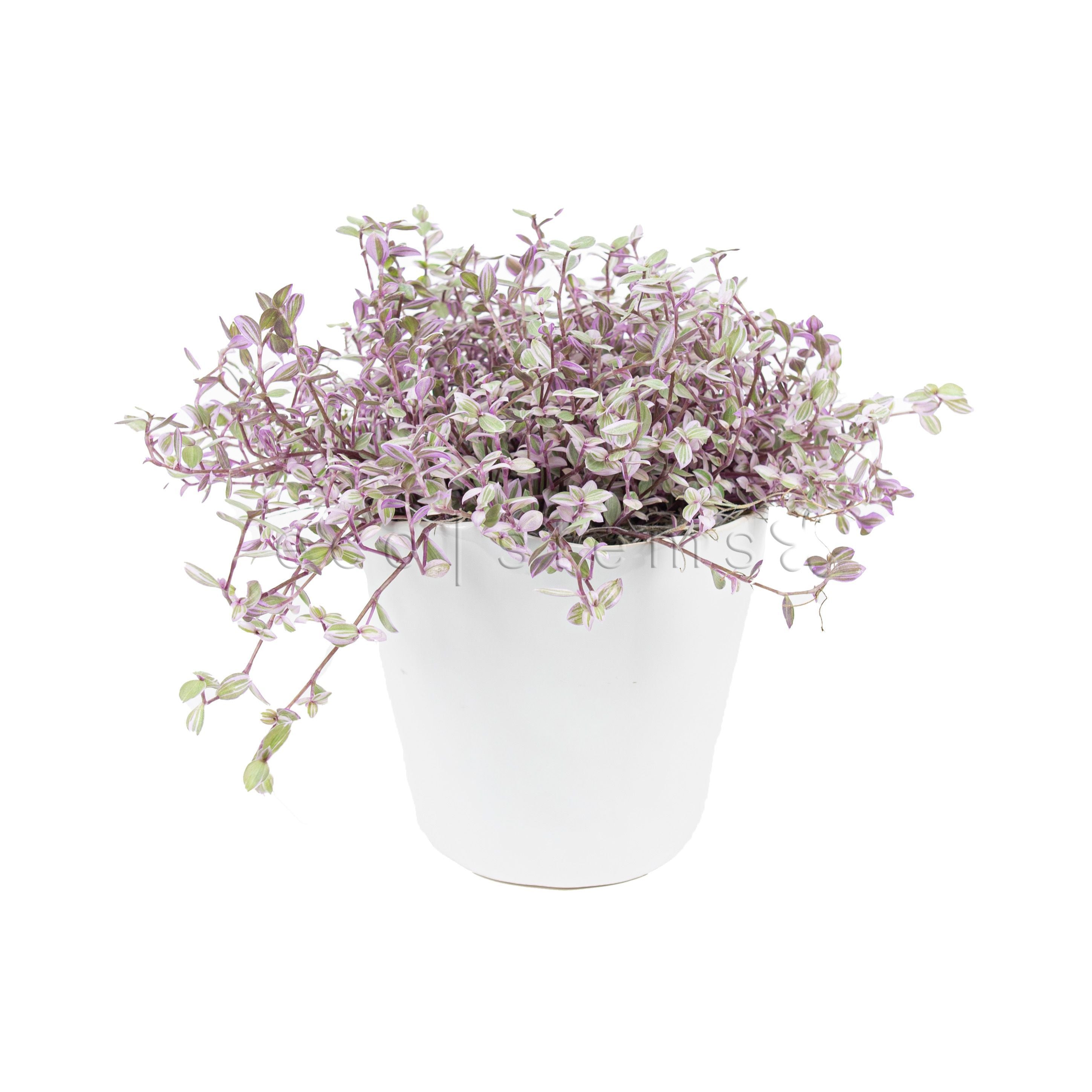 Mini Pink Inch Potted Indoor Plant Toronto Ontario Delivery