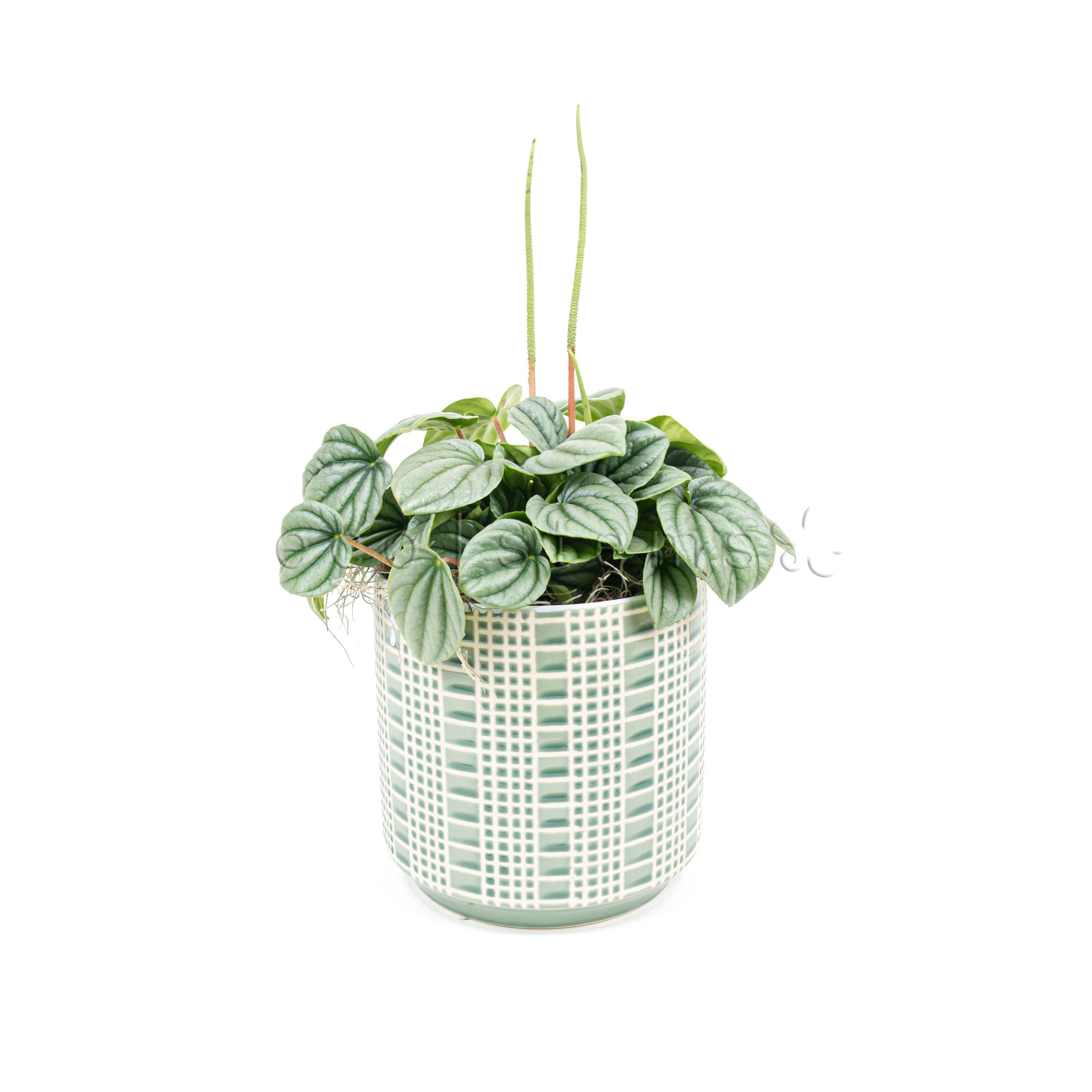 Peperomia Frost Potted Indoor Houseplant Toronto Ontario Delivery