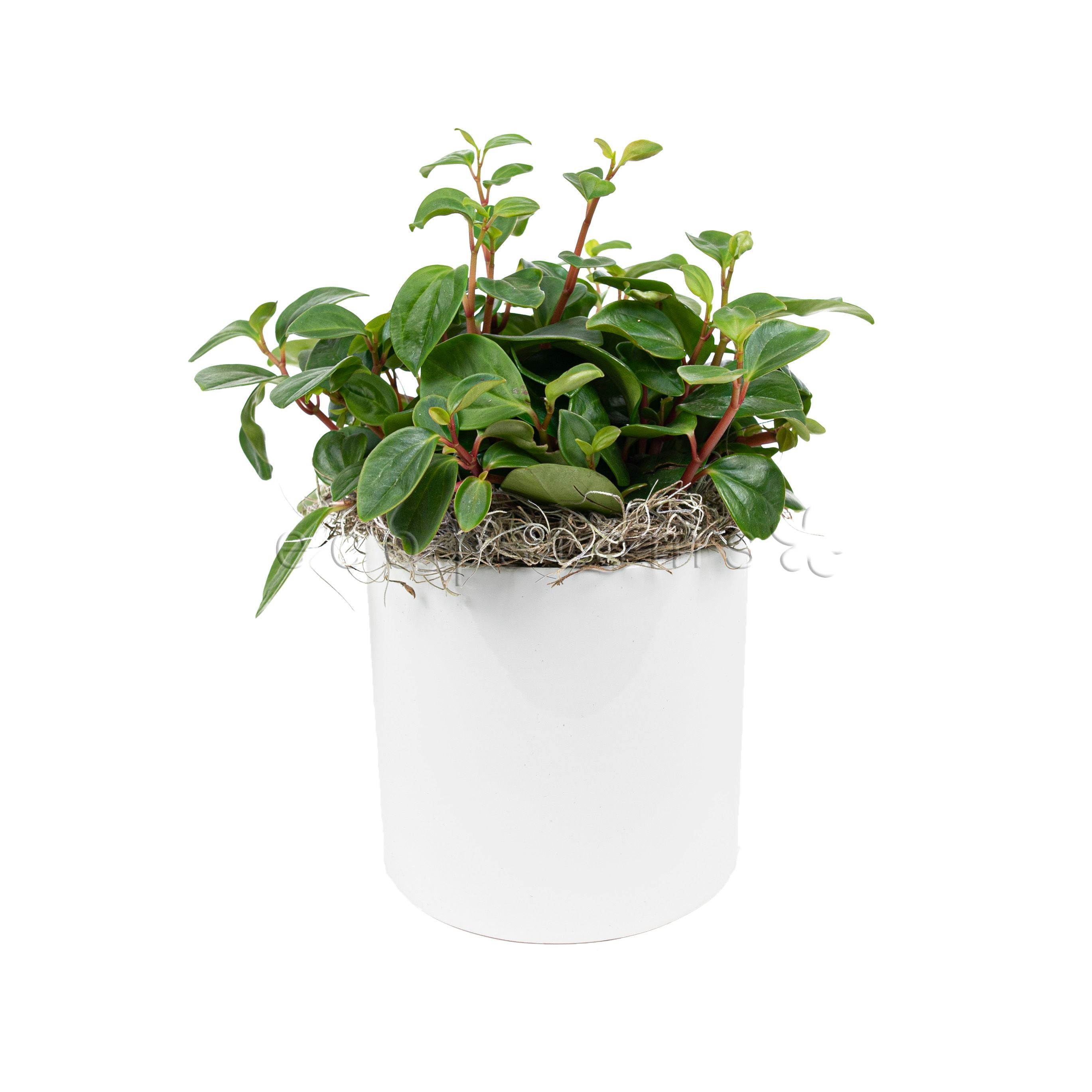 Peperomia Cubensis Potted Indoor Houseplant Toronto Ontario Delivery