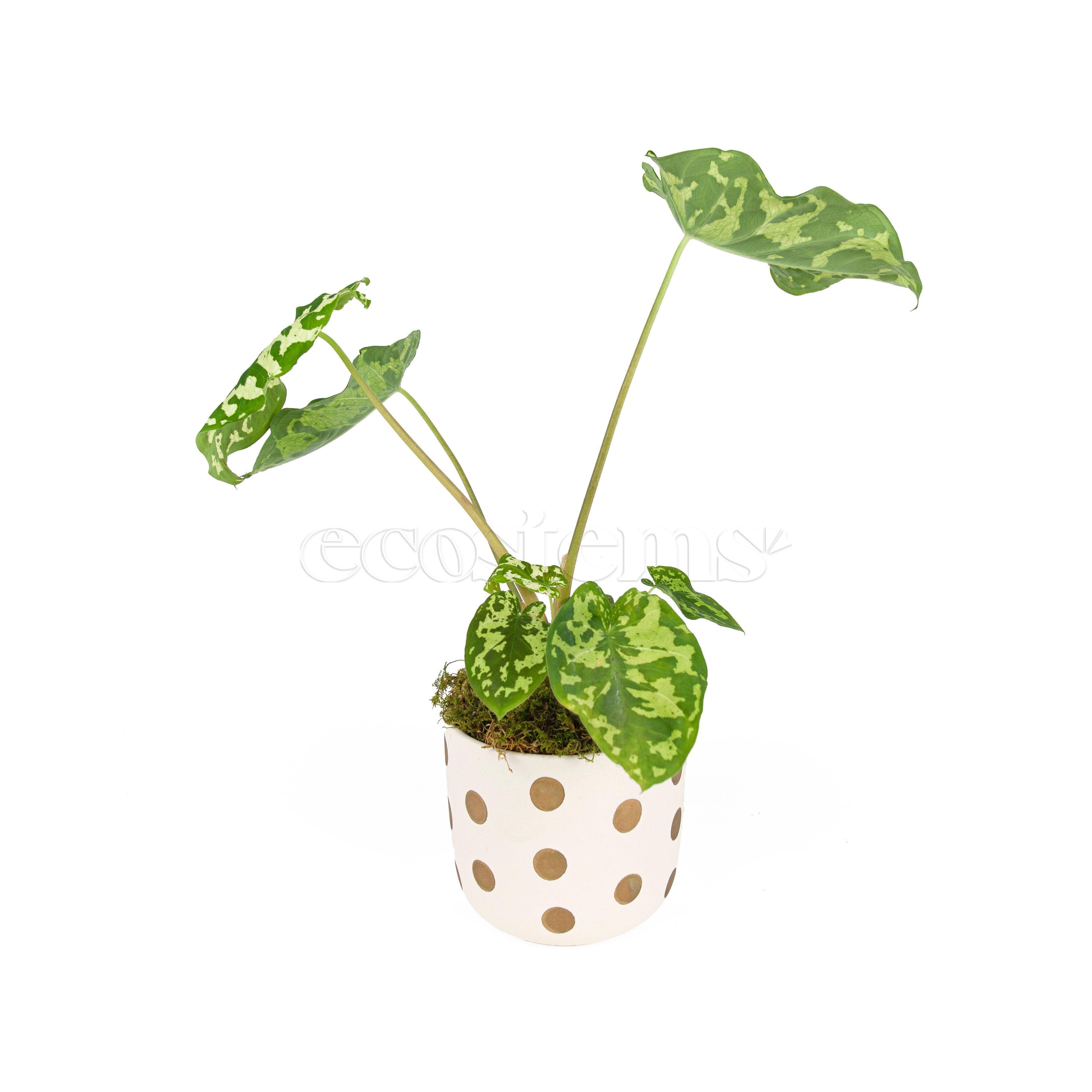 Alocasia Hilo Beauty Potted Indoor Plant Toronto Ontario Delivery
