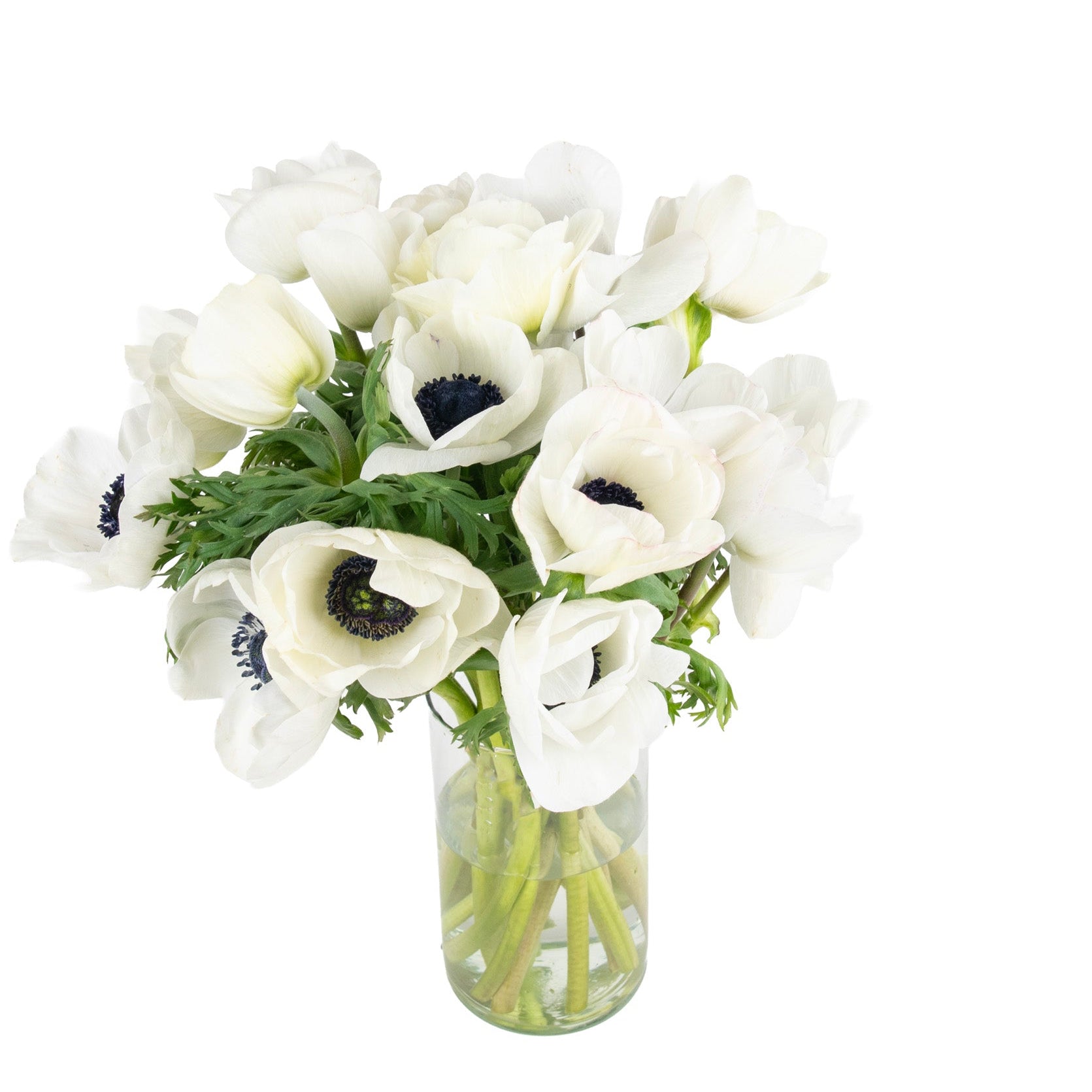 Anemones Fresh Flowers - Bouquets & Vase Arrangements