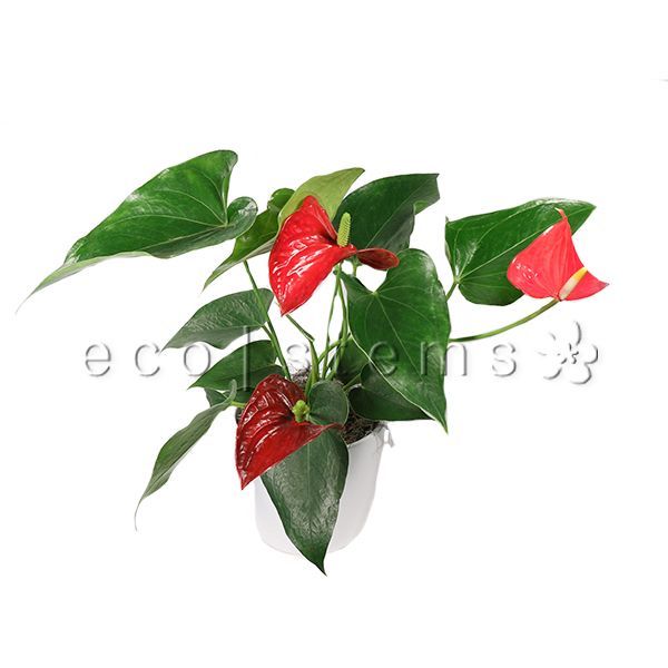 Anthurium Potted Indoor Plant Toronto Ontario Delivery