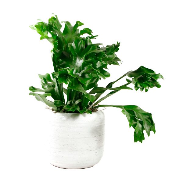Fishtail Fern Potted Indoor Houseplant Toronto Ontario Delivery