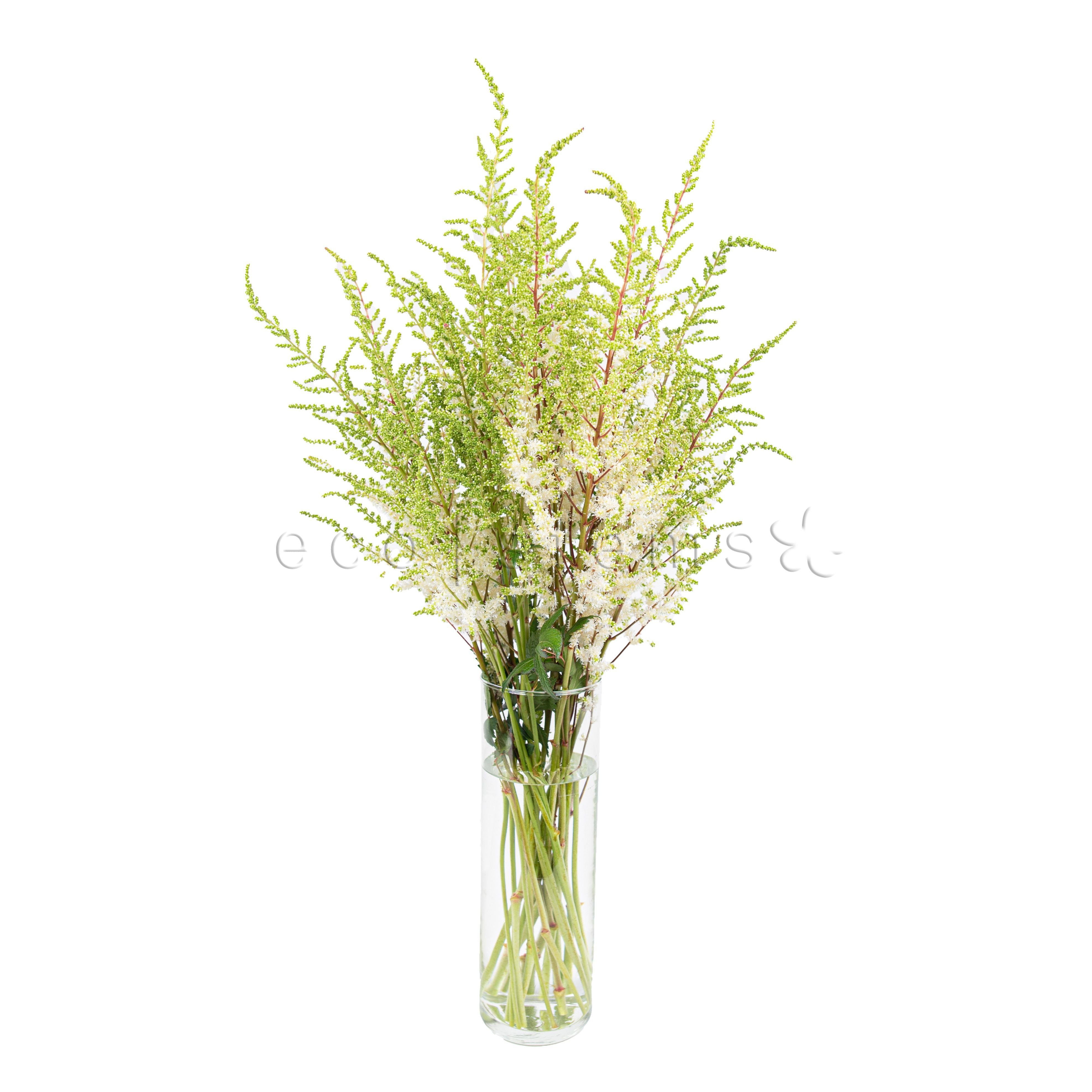Astilbe Fresh Flowers Arrangement Toronto Ontario Delivery