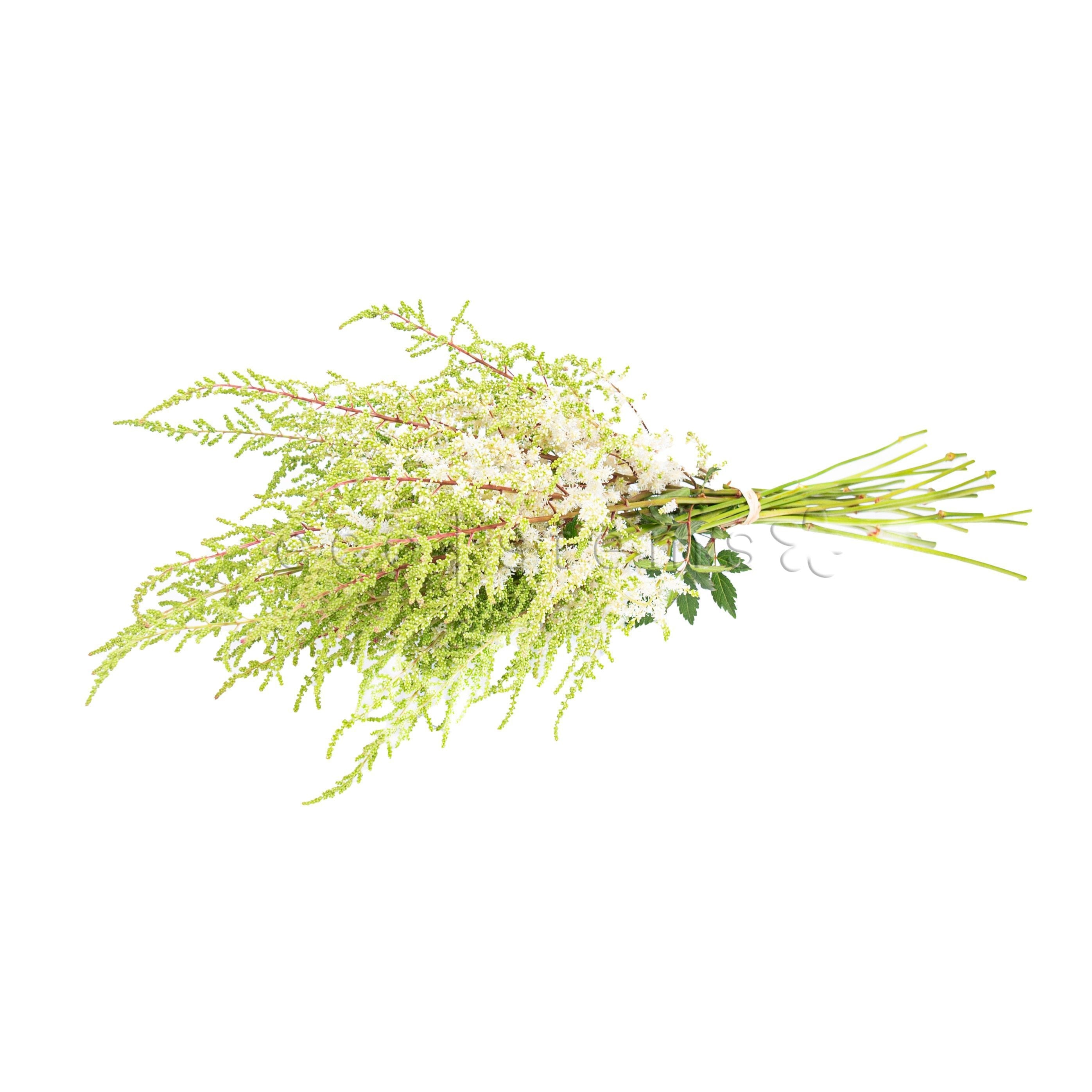 Astilbe Fresh Flowers -Bouquets & Vase Arrangements