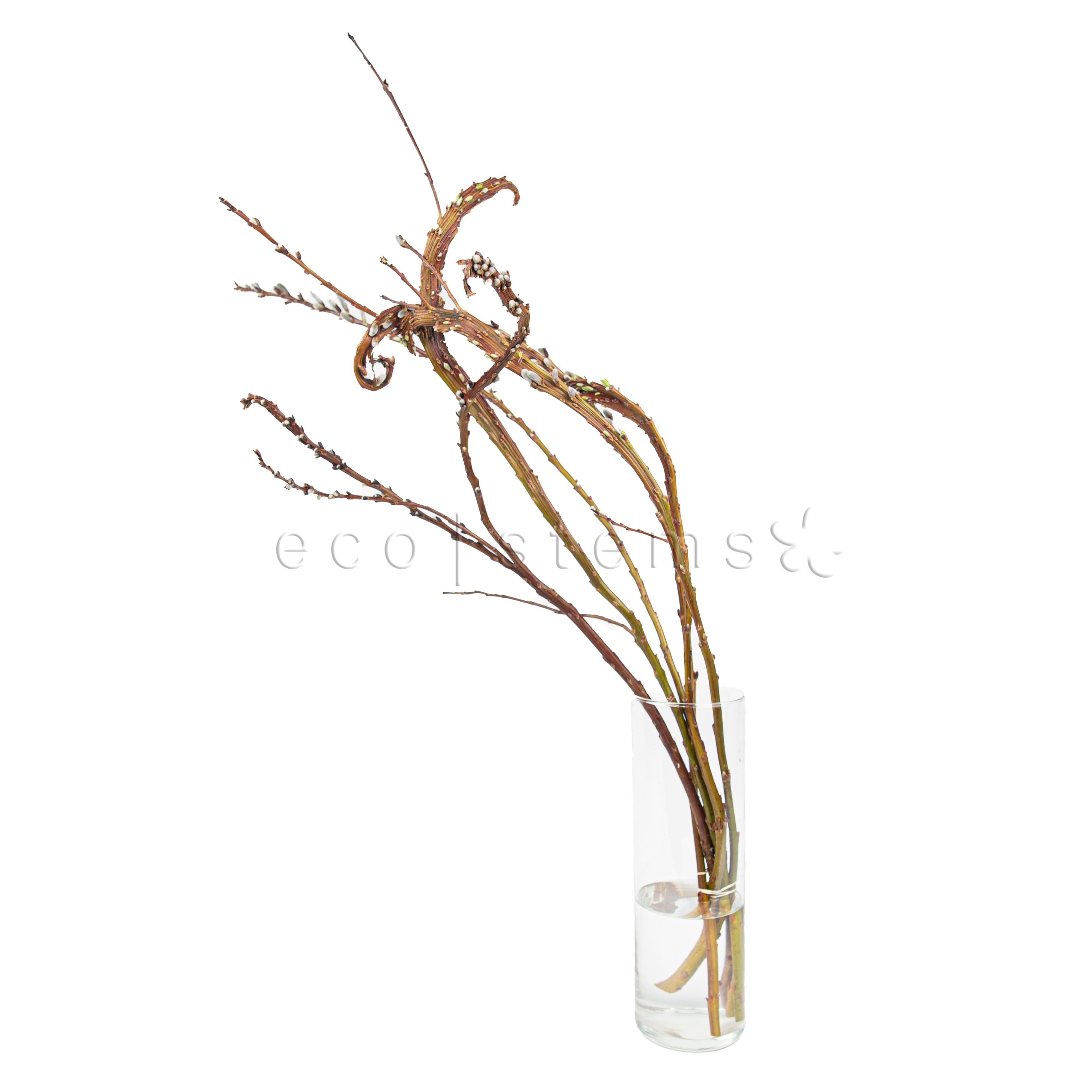 Banded Willow Branches Floral Art Toronto Ontario Delivery