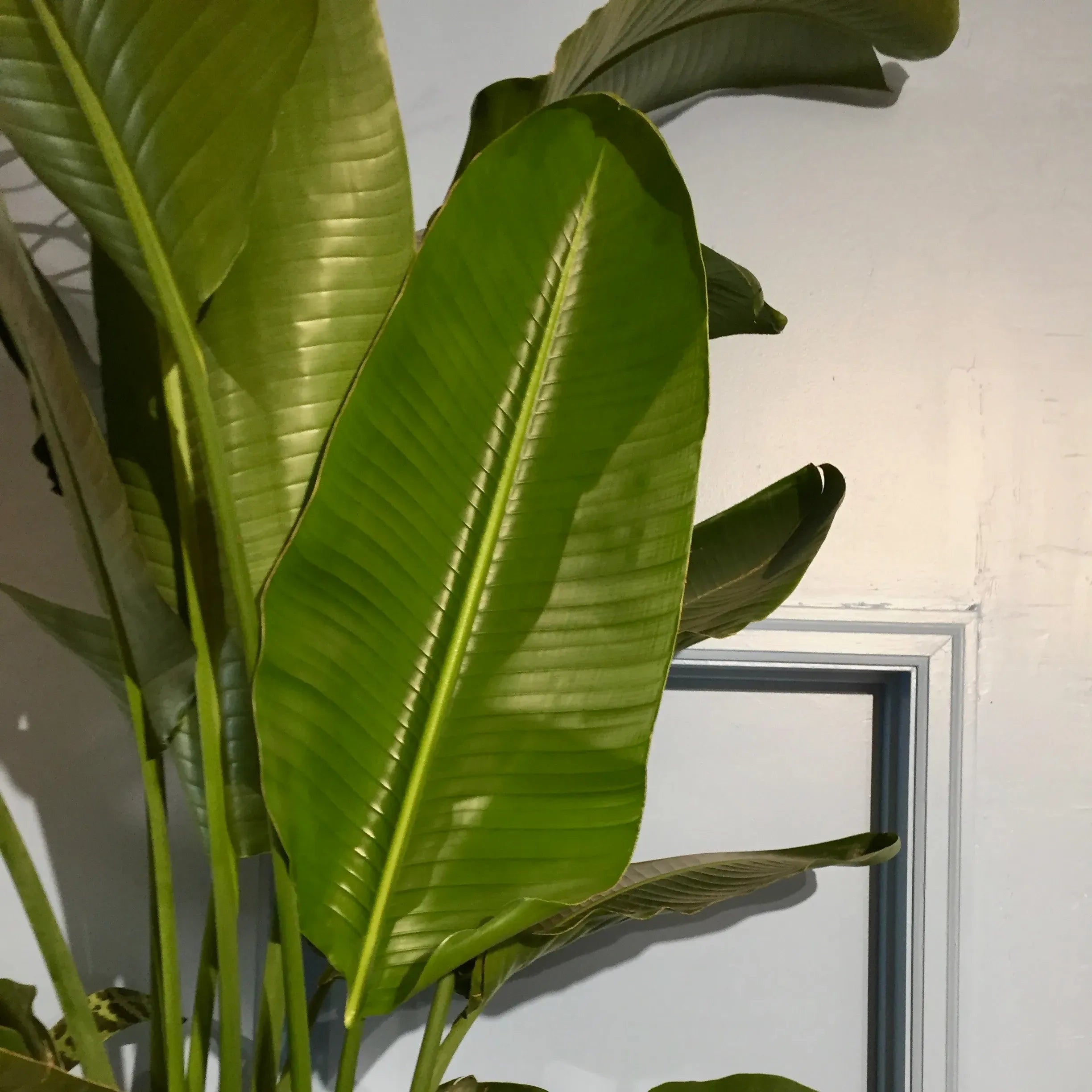 Bird of Paradise Potted Indoor Plant Toronto Ontario Delivery