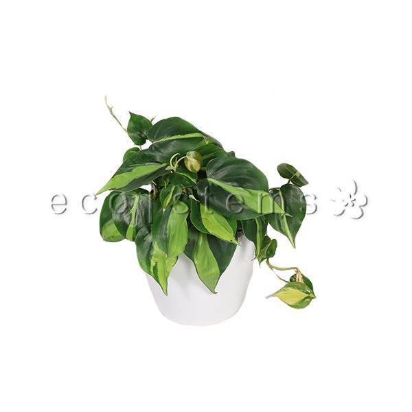 Brasil Heart-Leaf Philodendron Potted Indoor Plant Toronto Ontario Delivery
