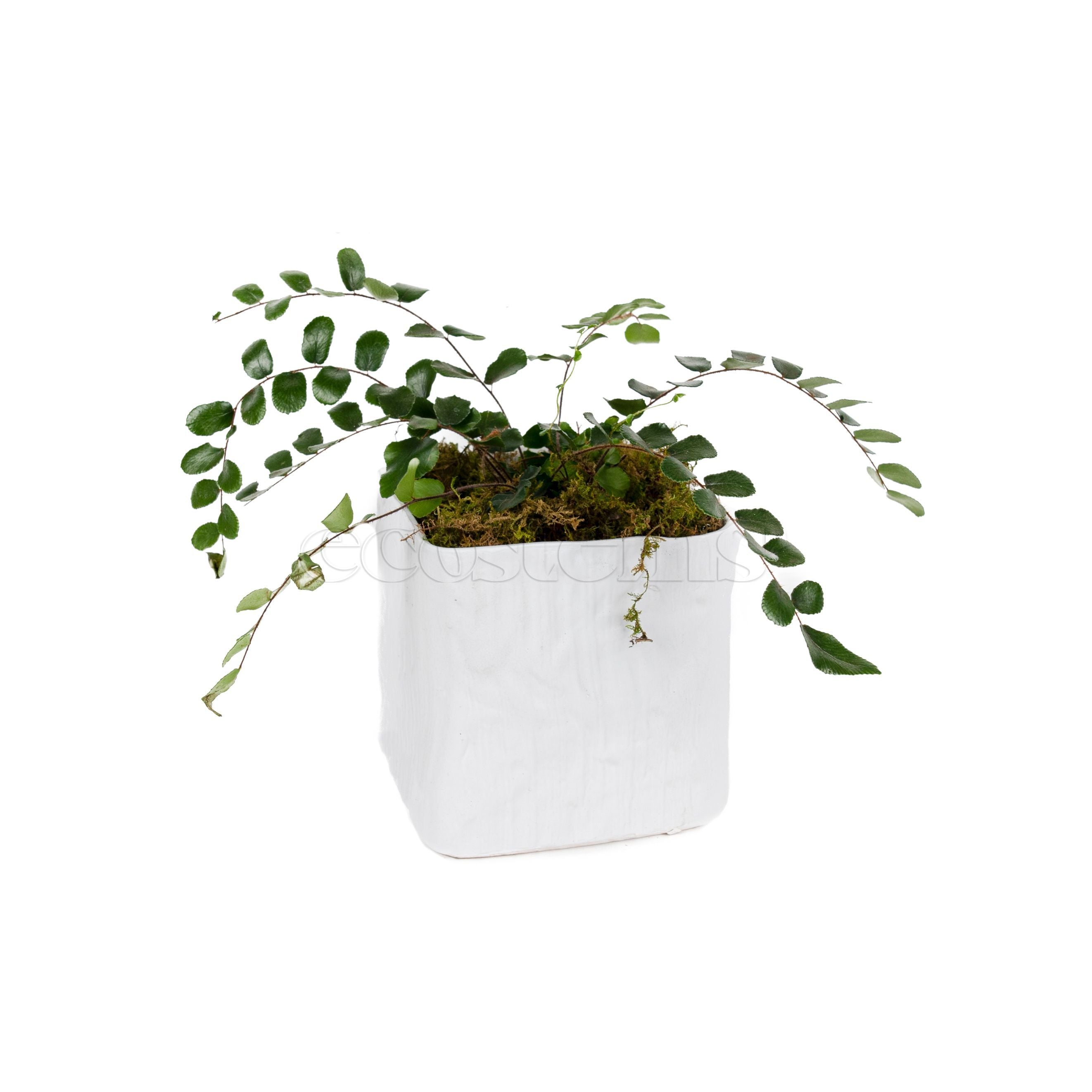 Button Fern Potted Indoor Houseplant Toronto Ontario Delivery