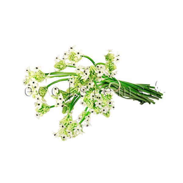Chincherinchee Fresh Flowers -Bouquets & Vase Arrangements