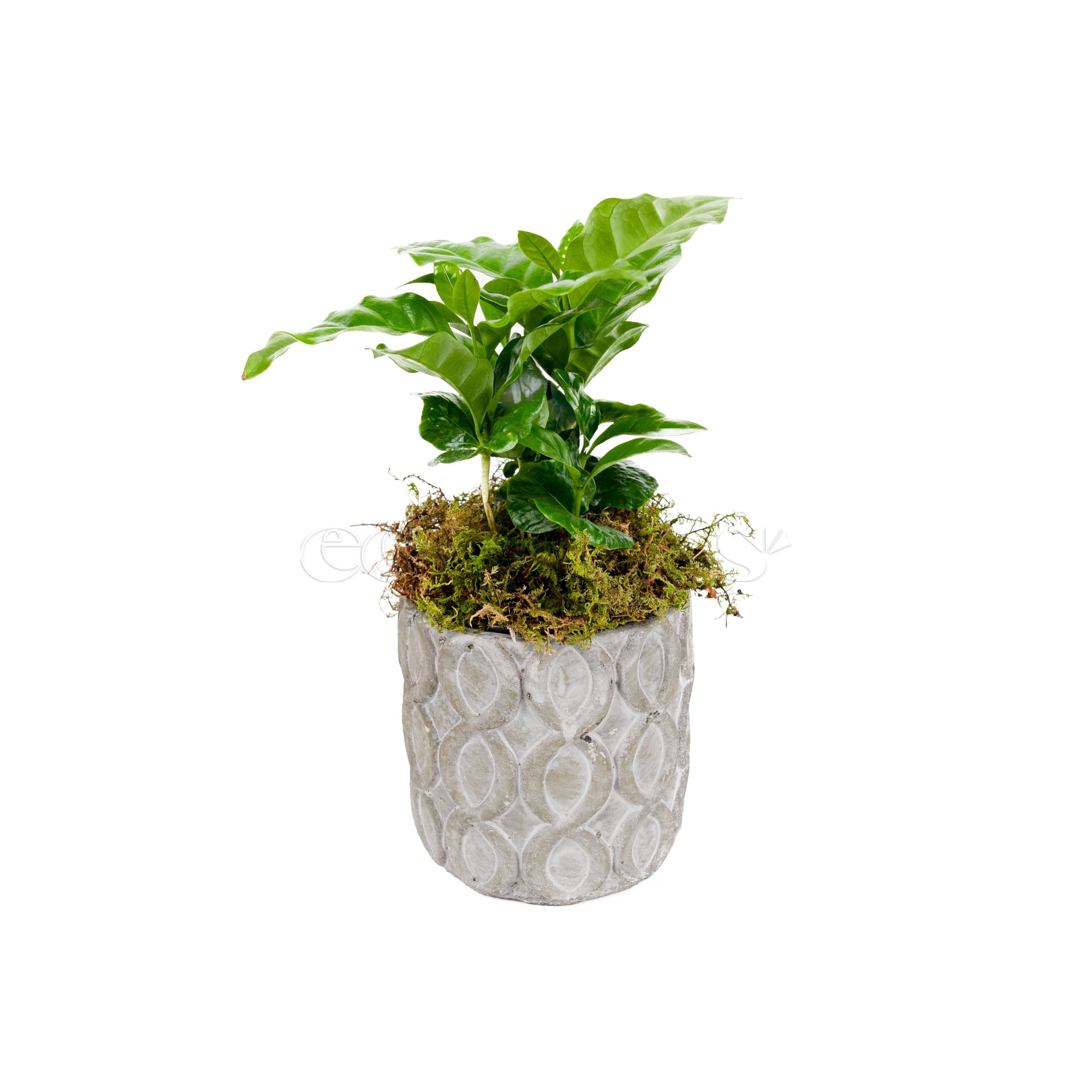 Coffee Potted Indoor Houseplant Toronto Ontario Delivery