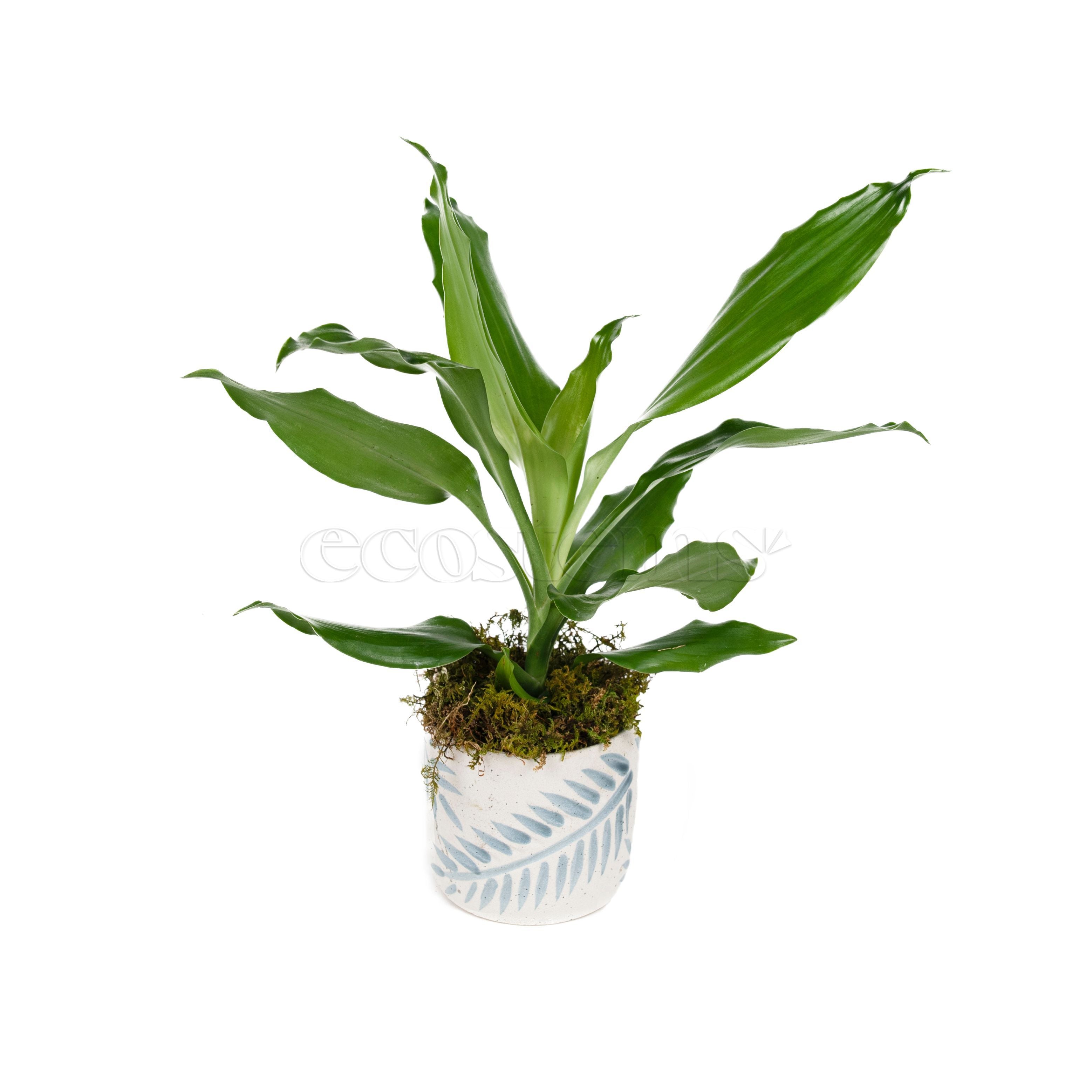 Corn Potted Indoor Houseplant Toronto Ontario Delivery