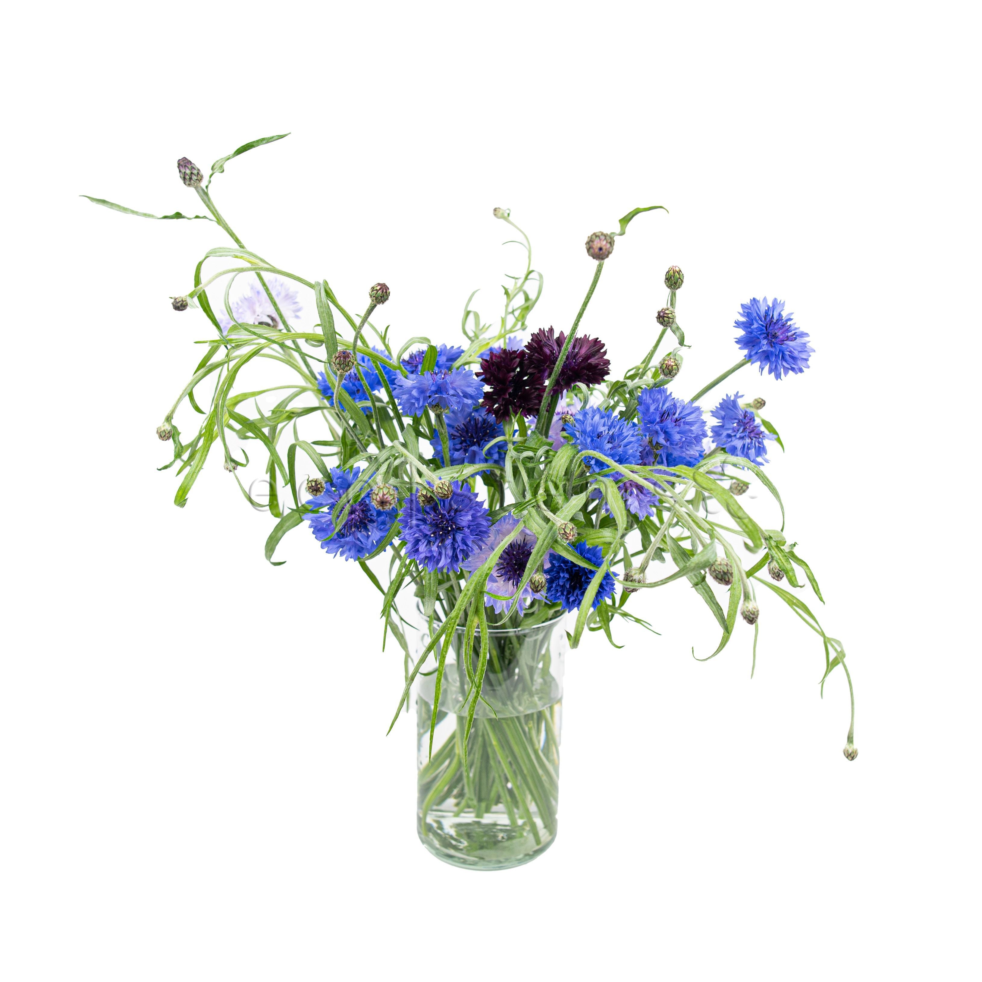 CornFresh Flowers Fresh Flowers Arrangement Toronto Ontario Delivery