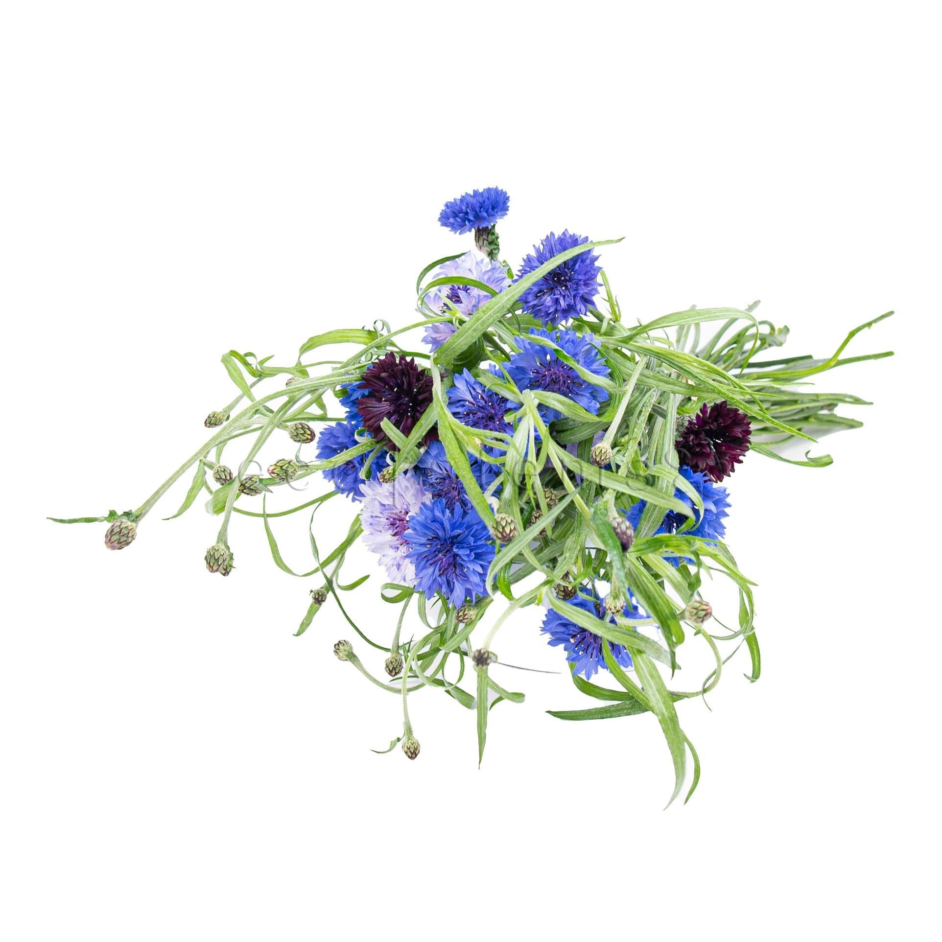 Cornflower Fresh Flowers -Bouquets & Vase Arrangements