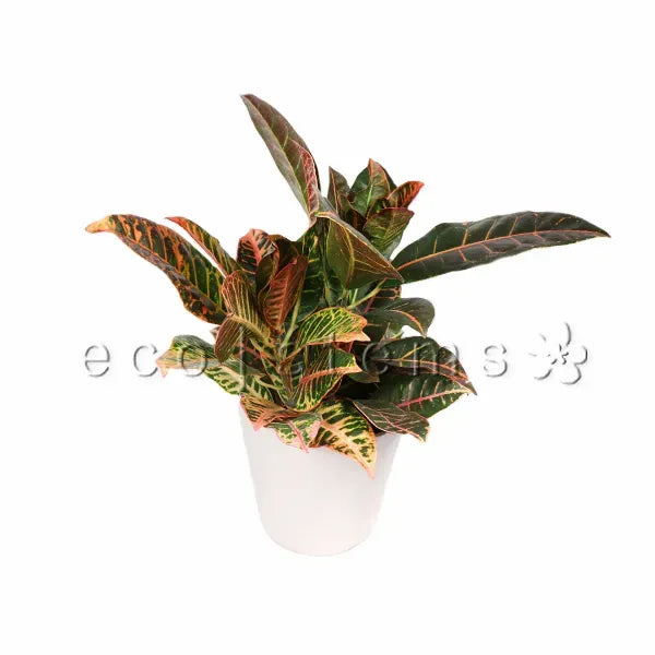Croton Potted Indoor Plant Toronto Ontario Delivery