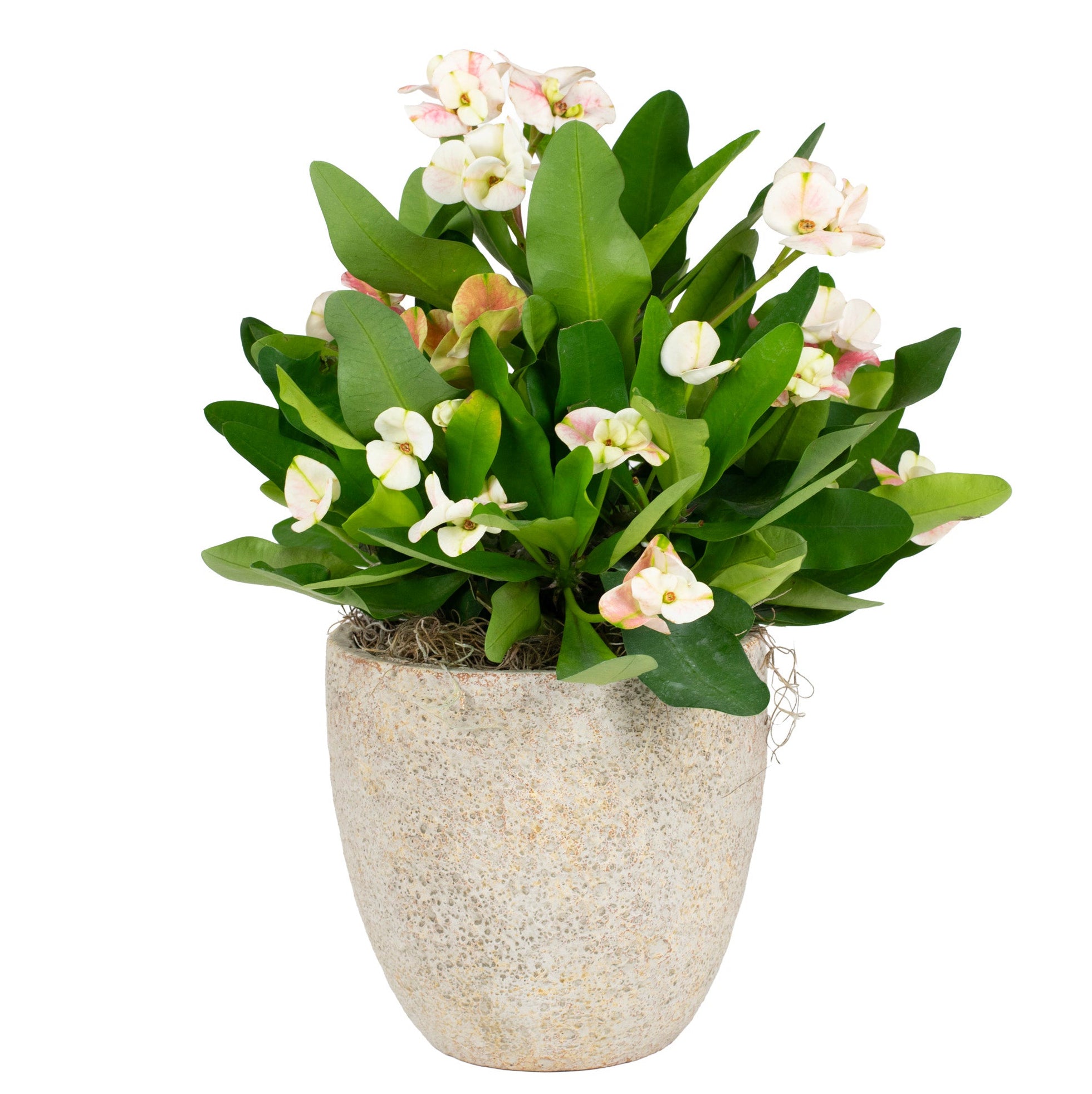 Crown of Thorns Potted Indoor Houseplant