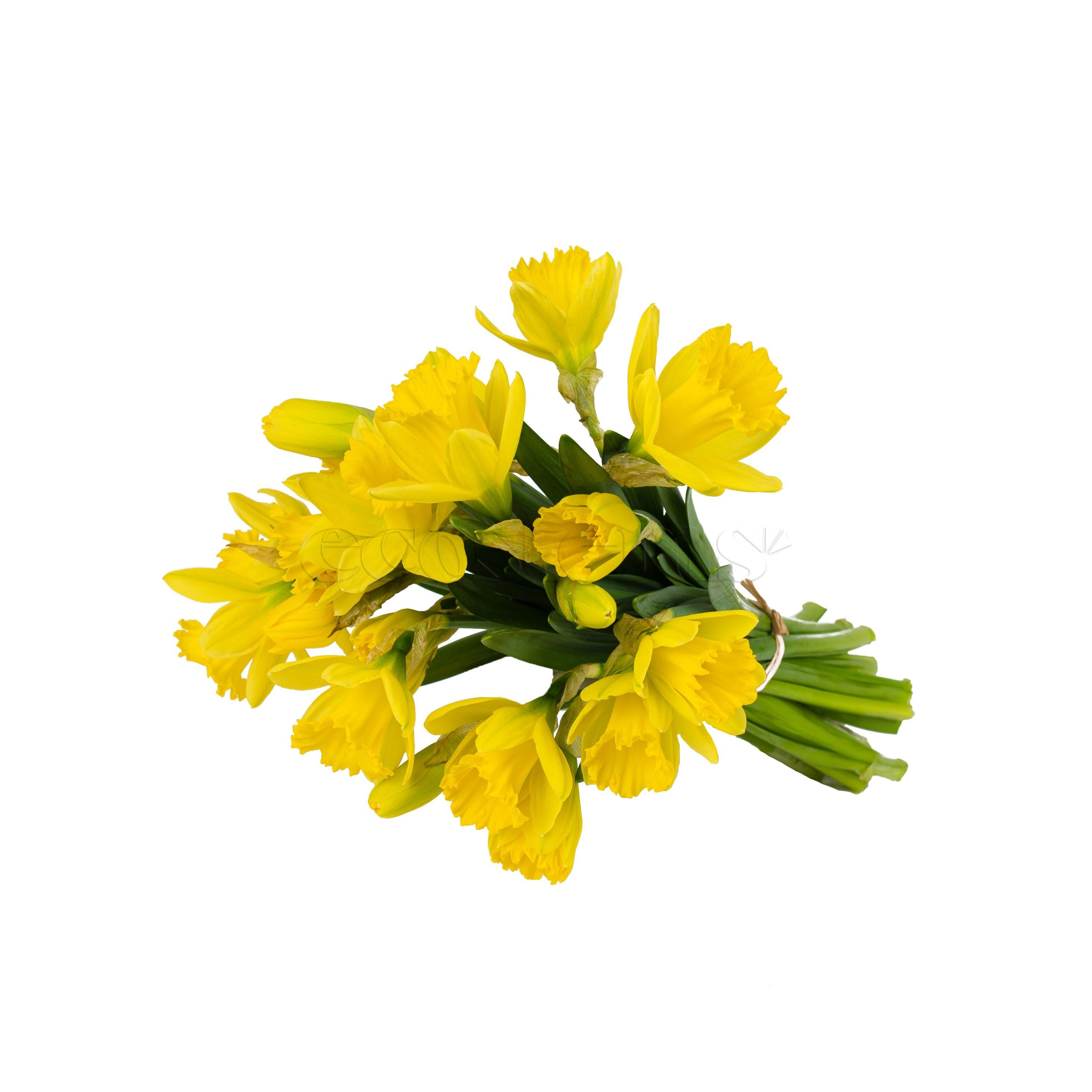 Daffodil Fresh Flowers -Bouquets & Vase Arrangements